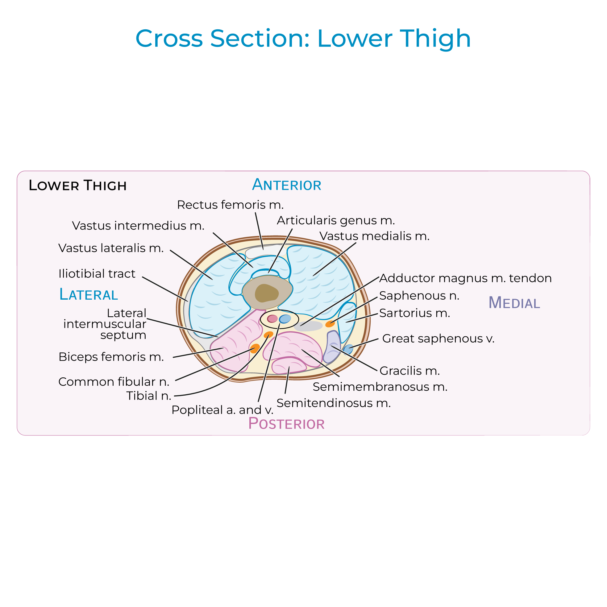 Thigh - Cross Section