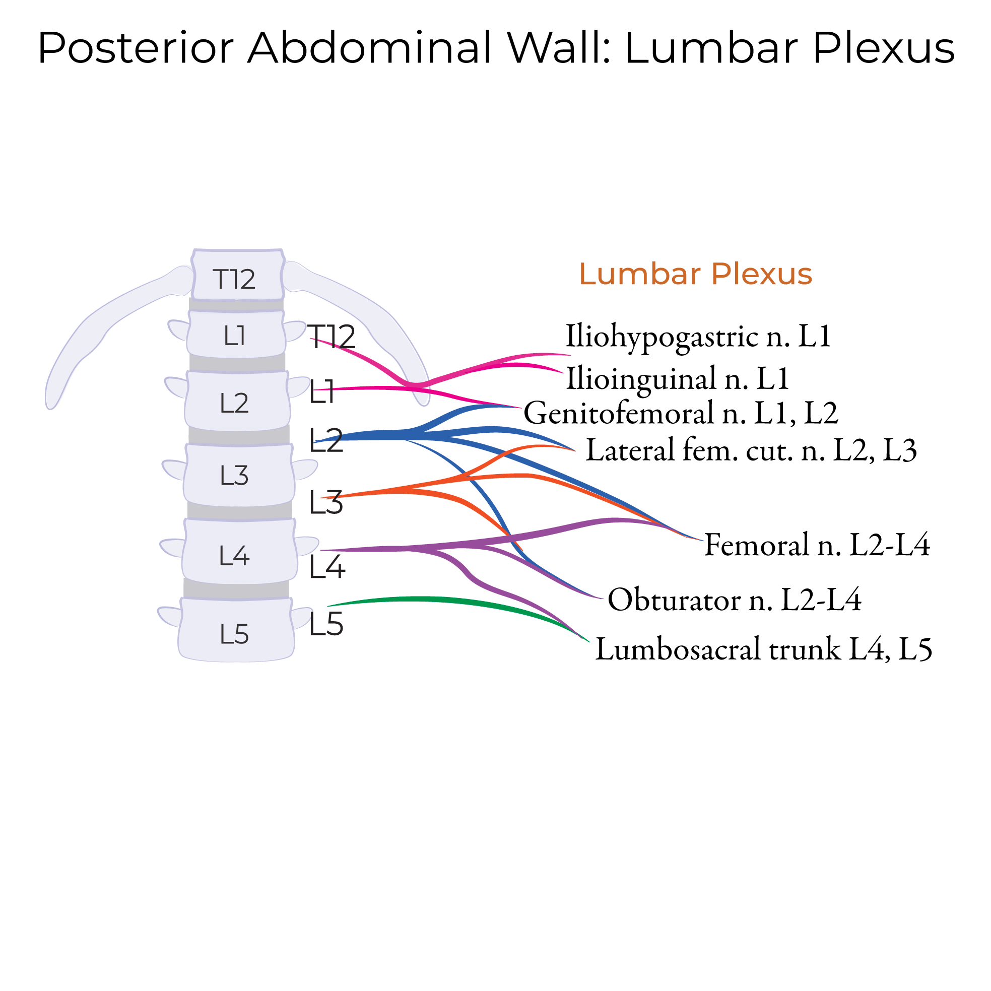 Posterior Abdominal Wall Nerves: Lumbar Plexus