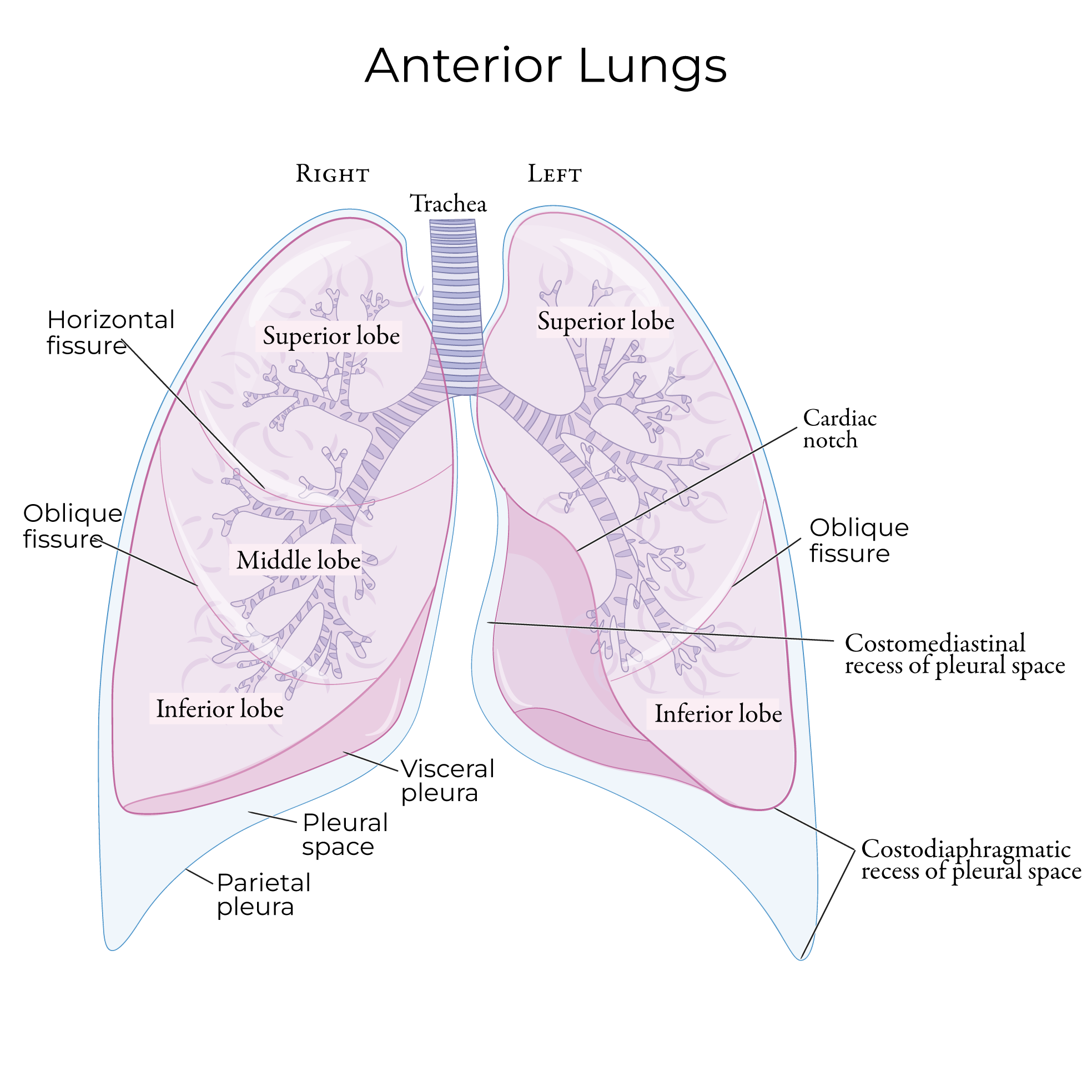 Lungs & Pleura