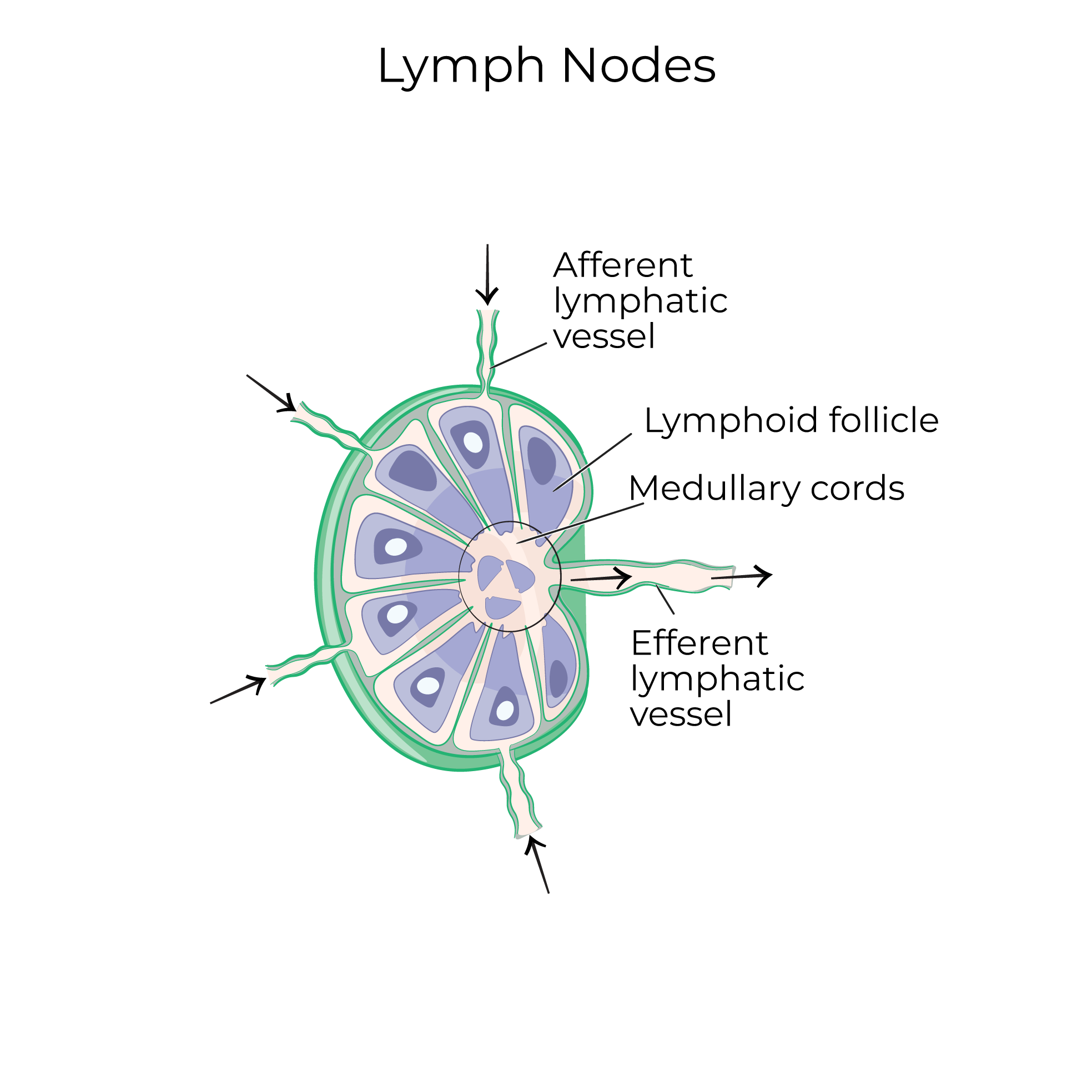 Lymphatic System
