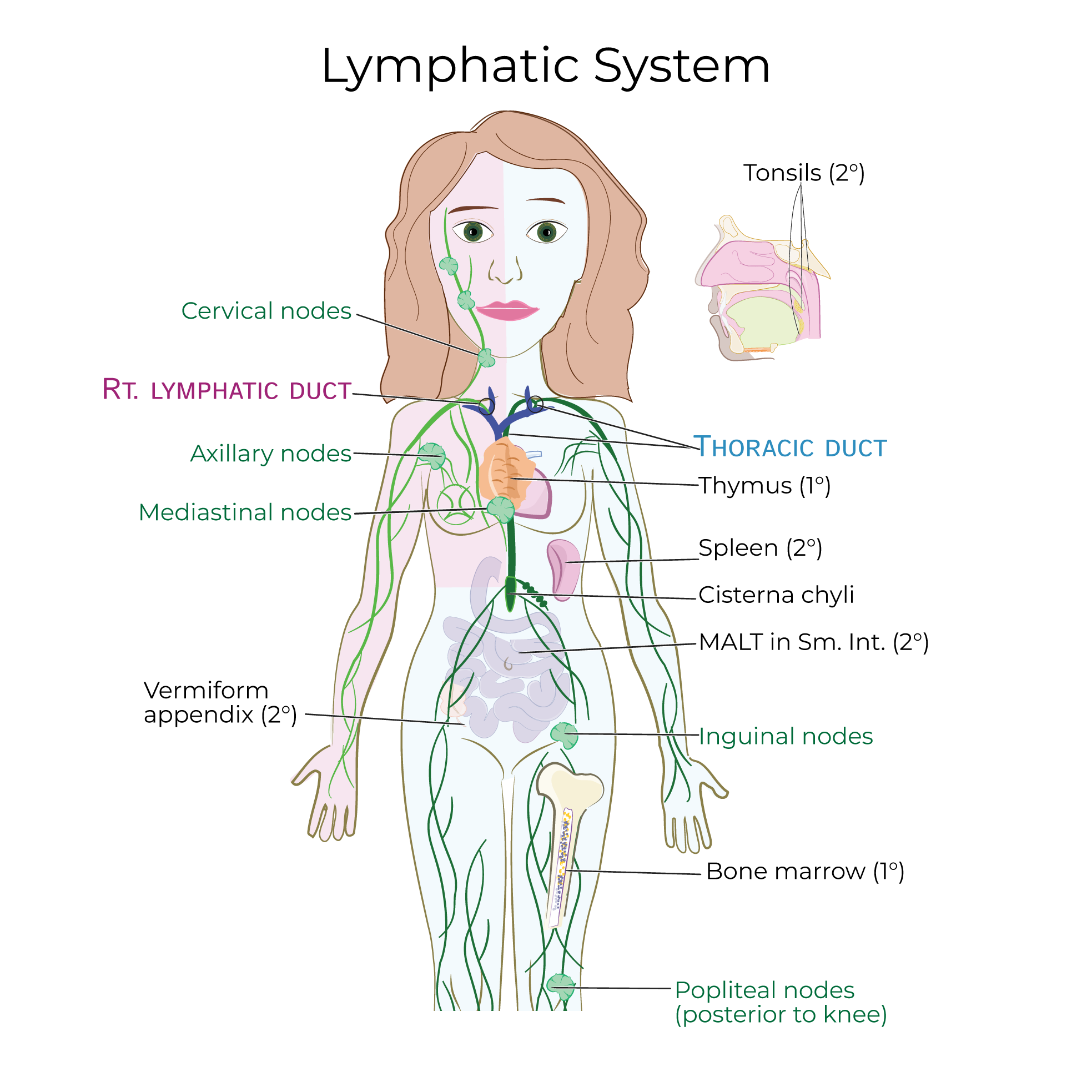Lymphatic System