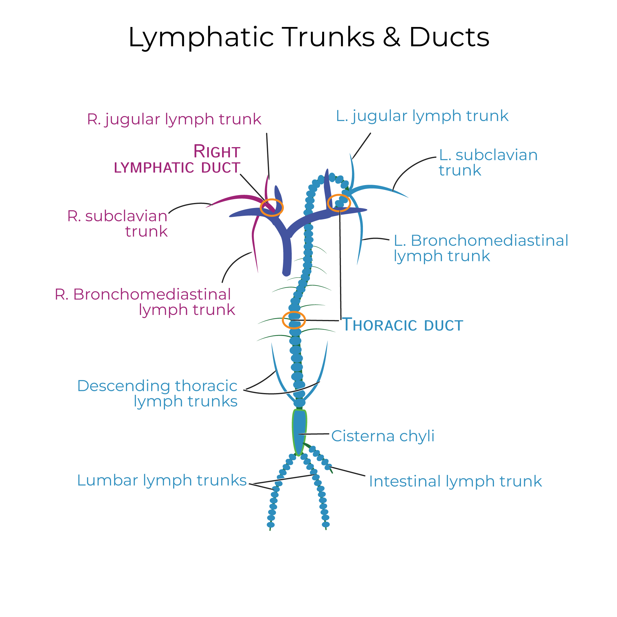 Lymphatic System