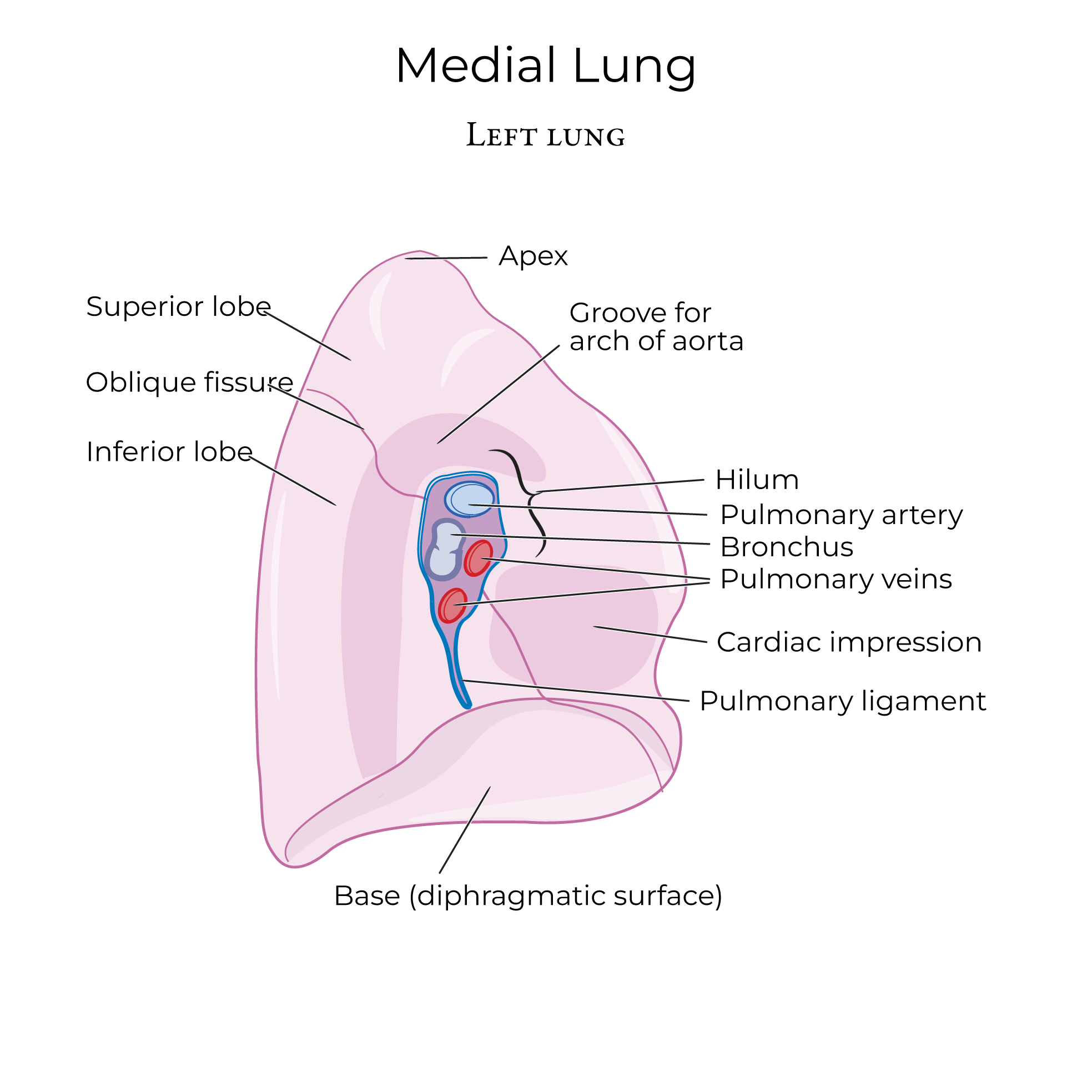 Lungs & Pleura