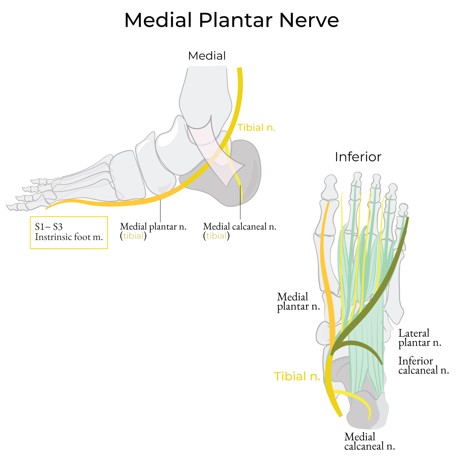 Medial plantar nerve