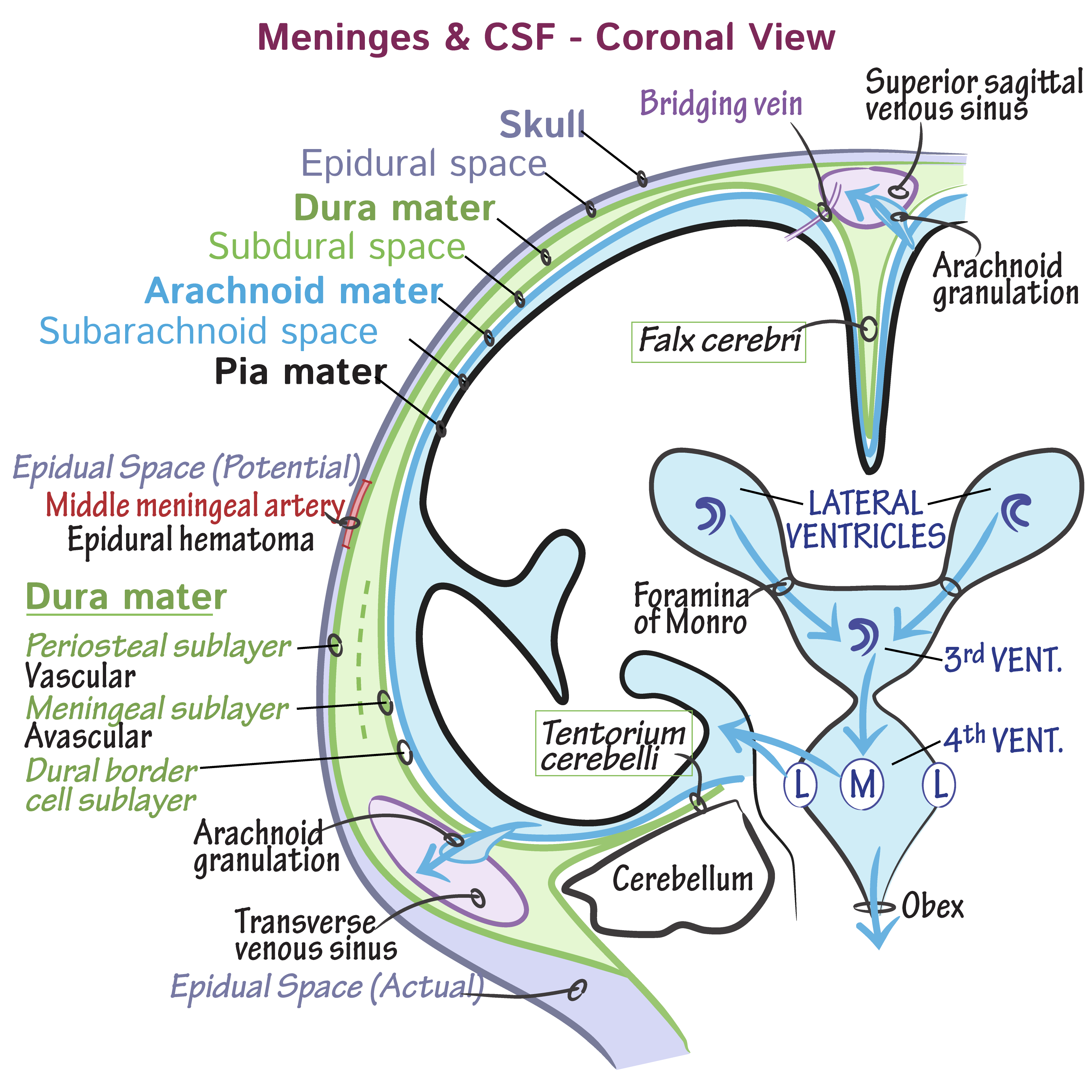 Meninges Dura Mater Arachnoid Mater Pia Mater Geeky Medics