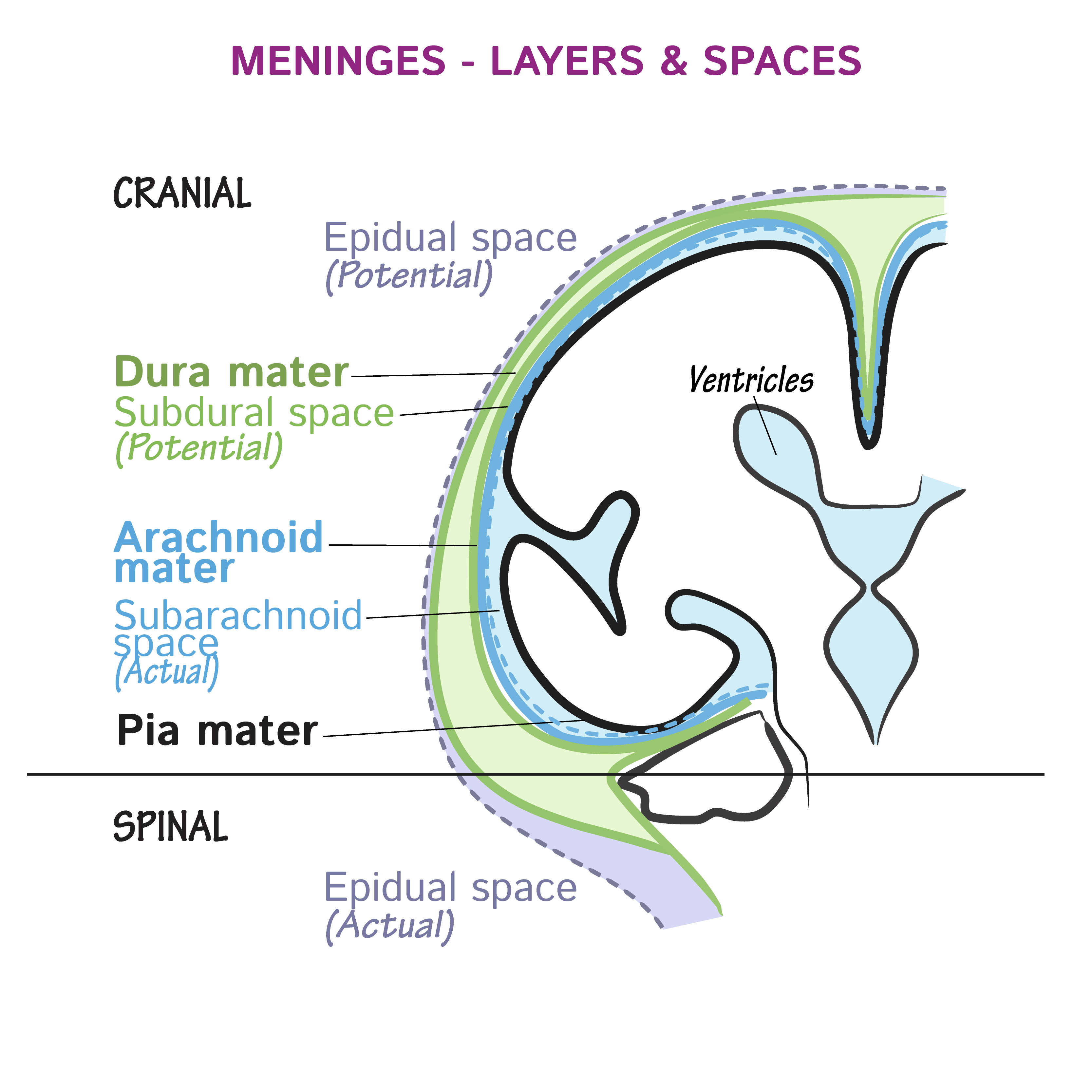 Arachnoid Mater Protective Layers Of The Brain