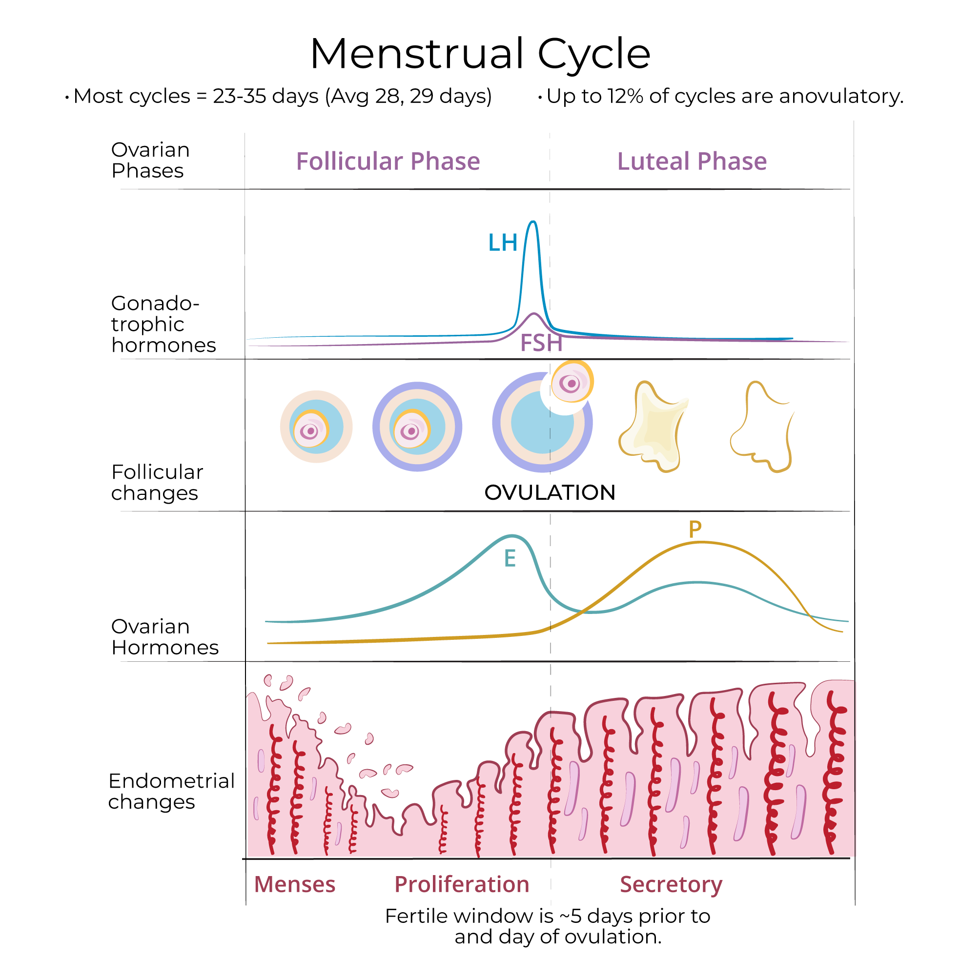 Ovulation Cycle Diagram Ovulation Cycle Diagram