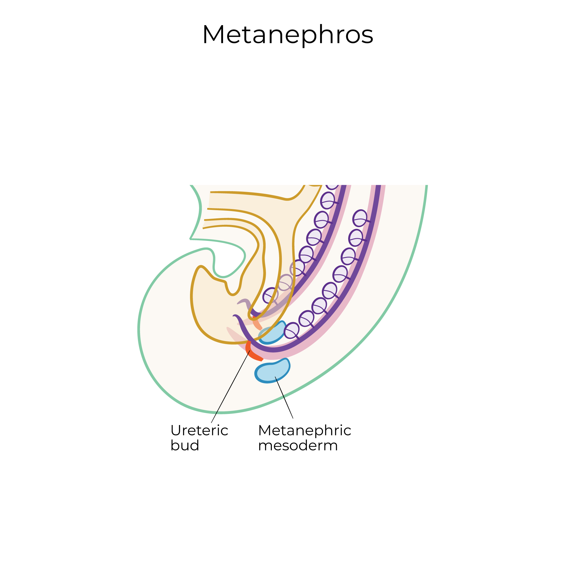 Pronephros, Mesonephros, and Metanephros