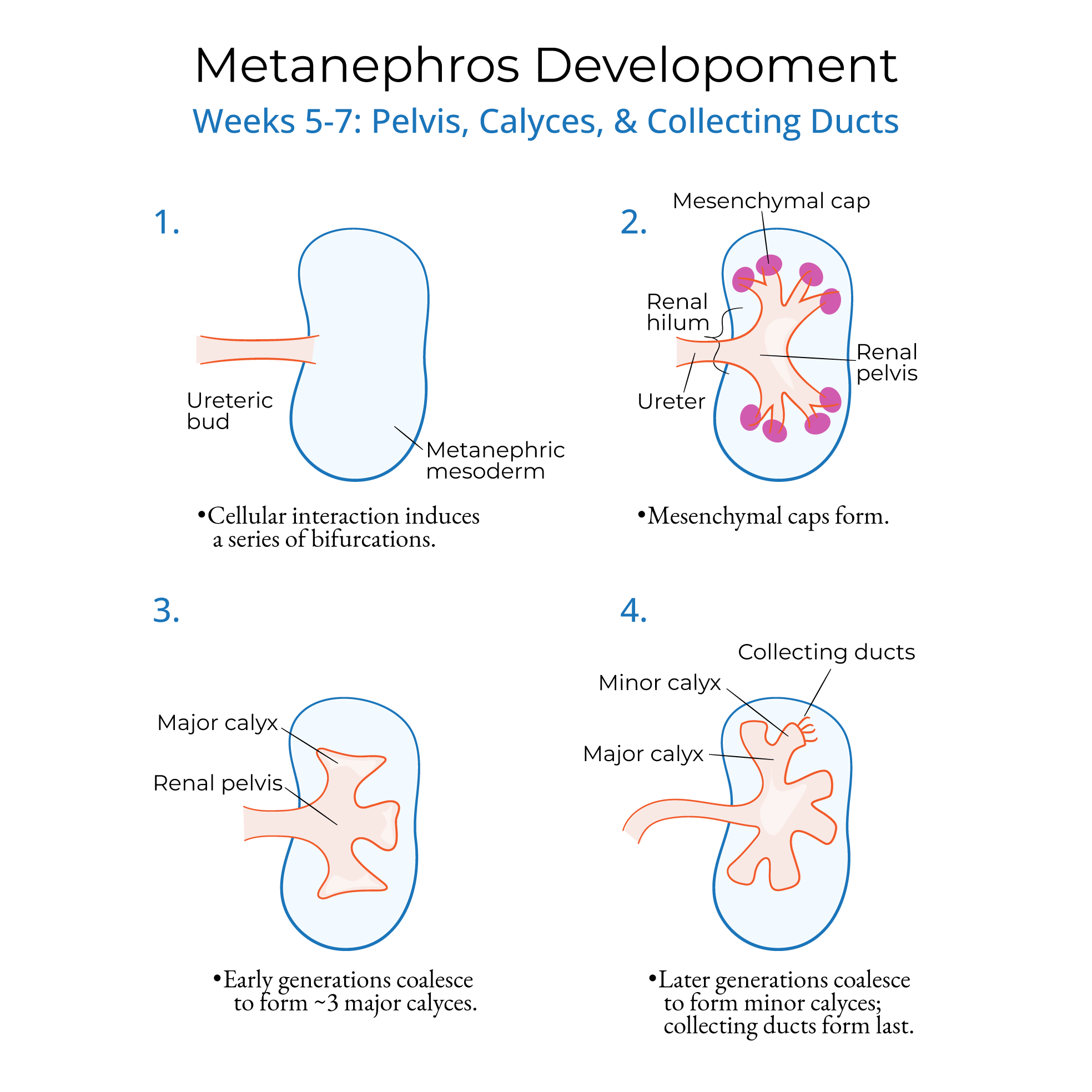 Metanephros Development