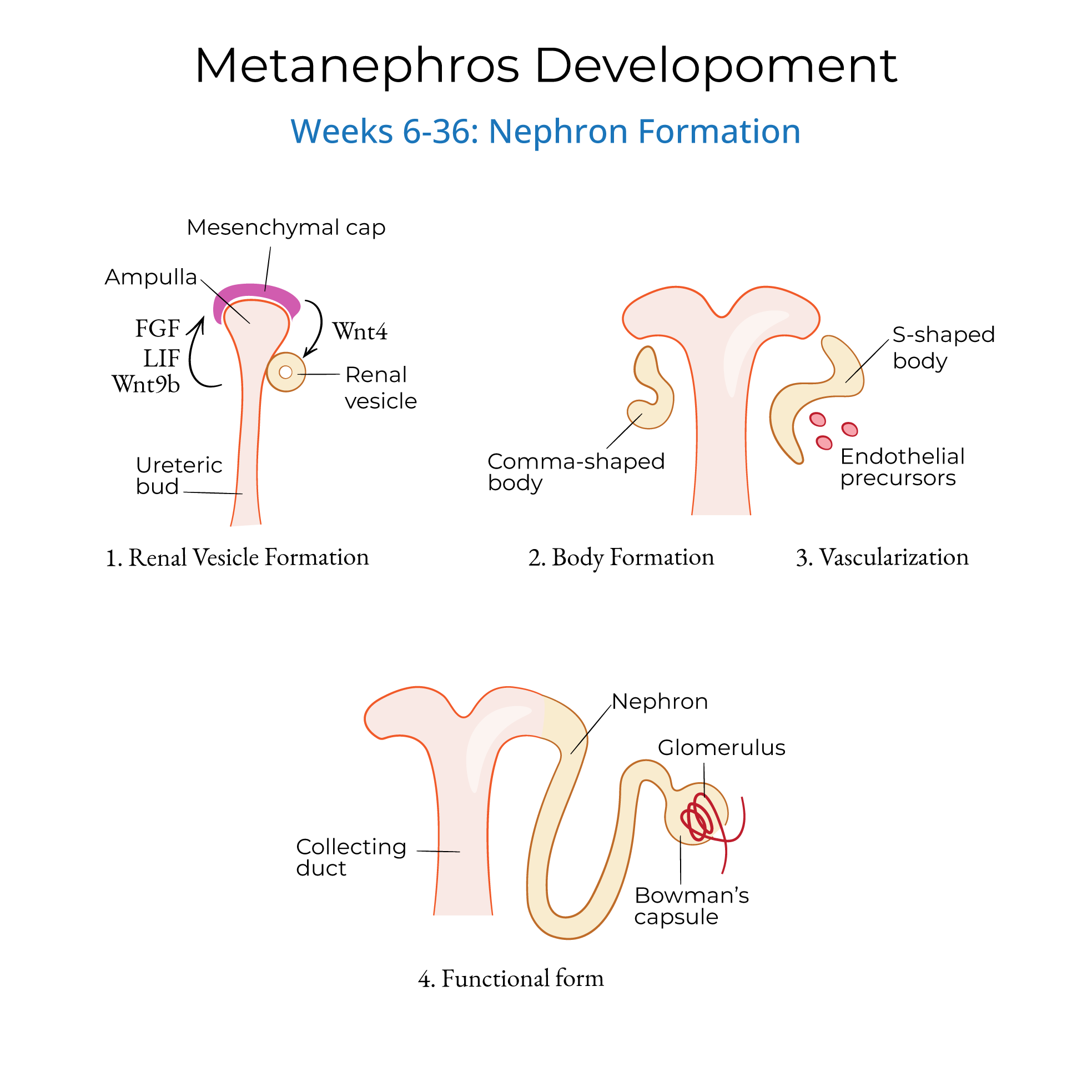 Metanephros Development