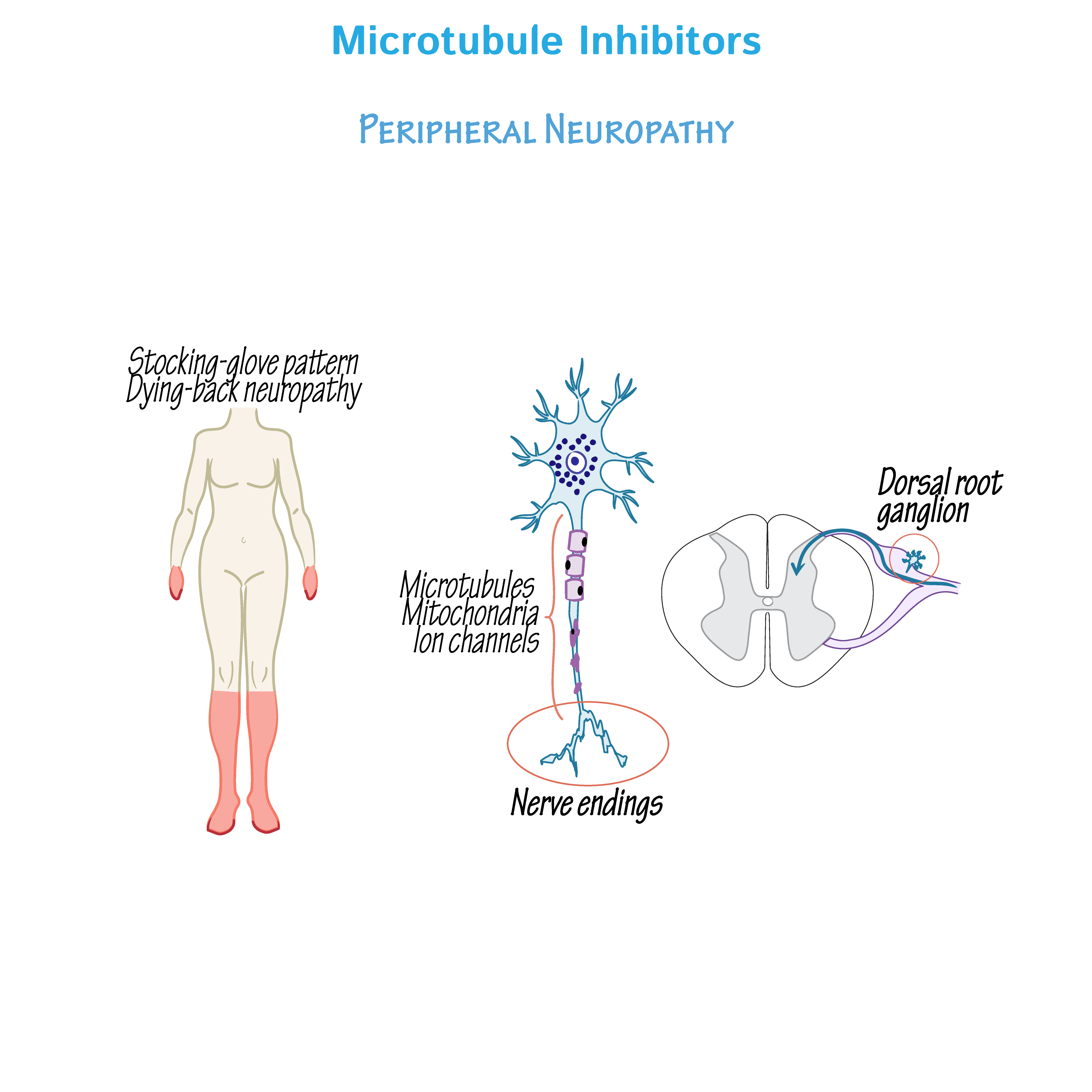 Microtubule Inhibitors