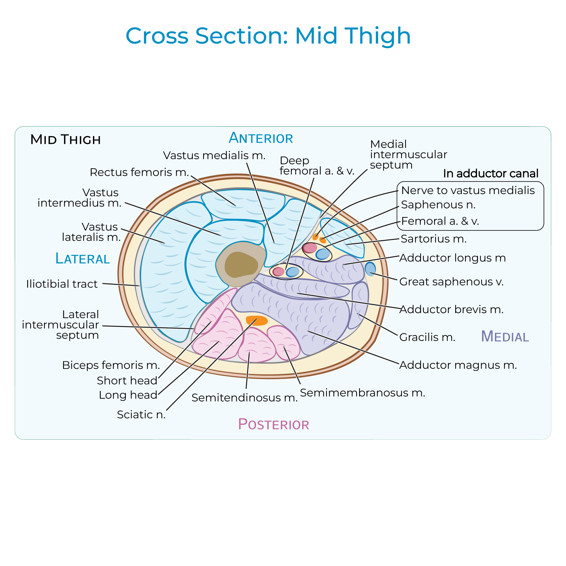 Thigh - Cross Section
