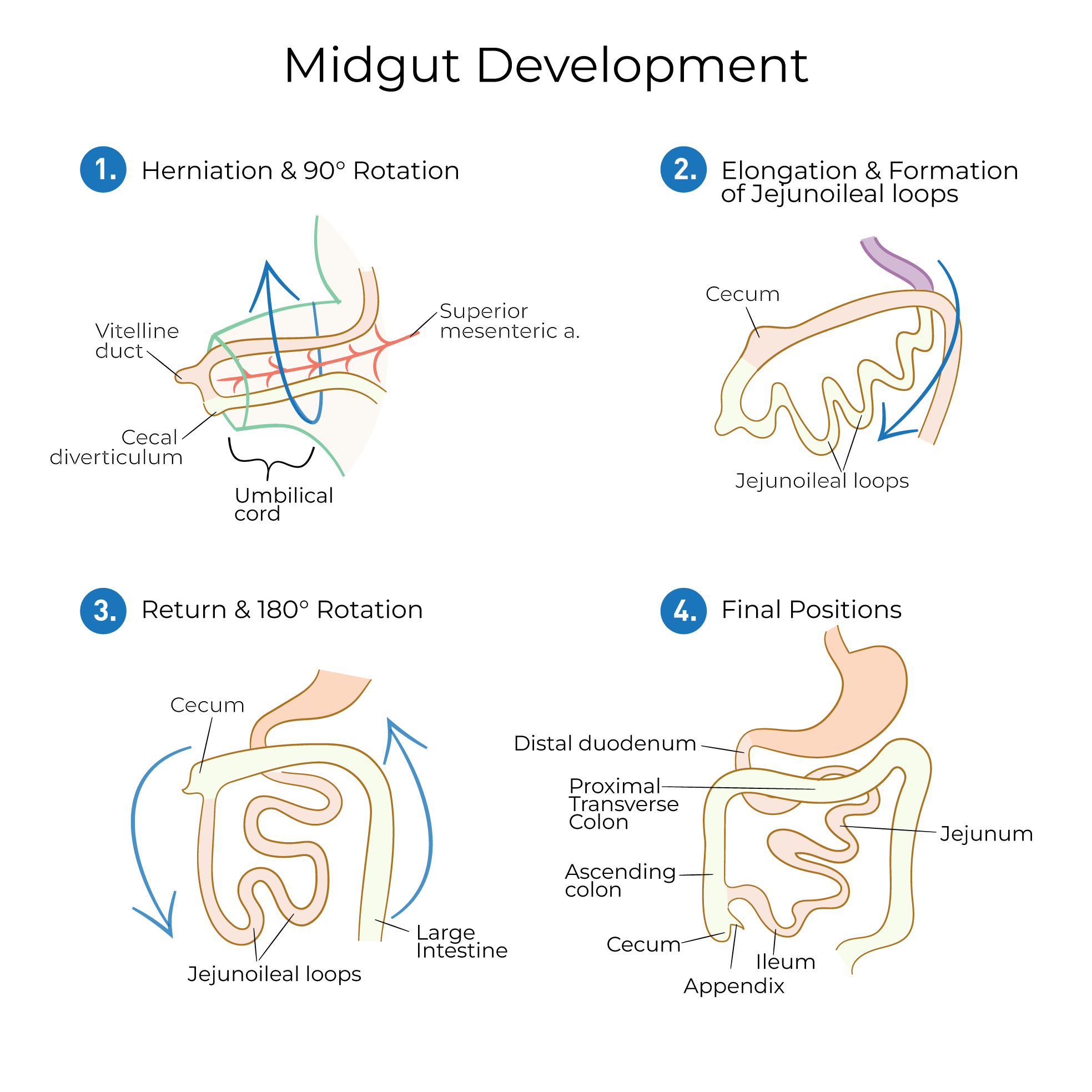 Midgut & Hindgut Development