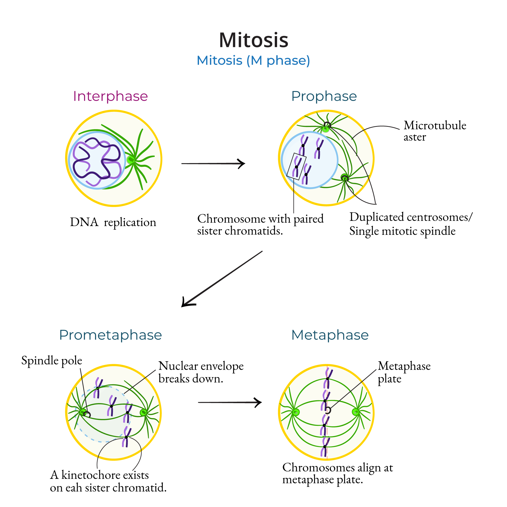 Mitosis