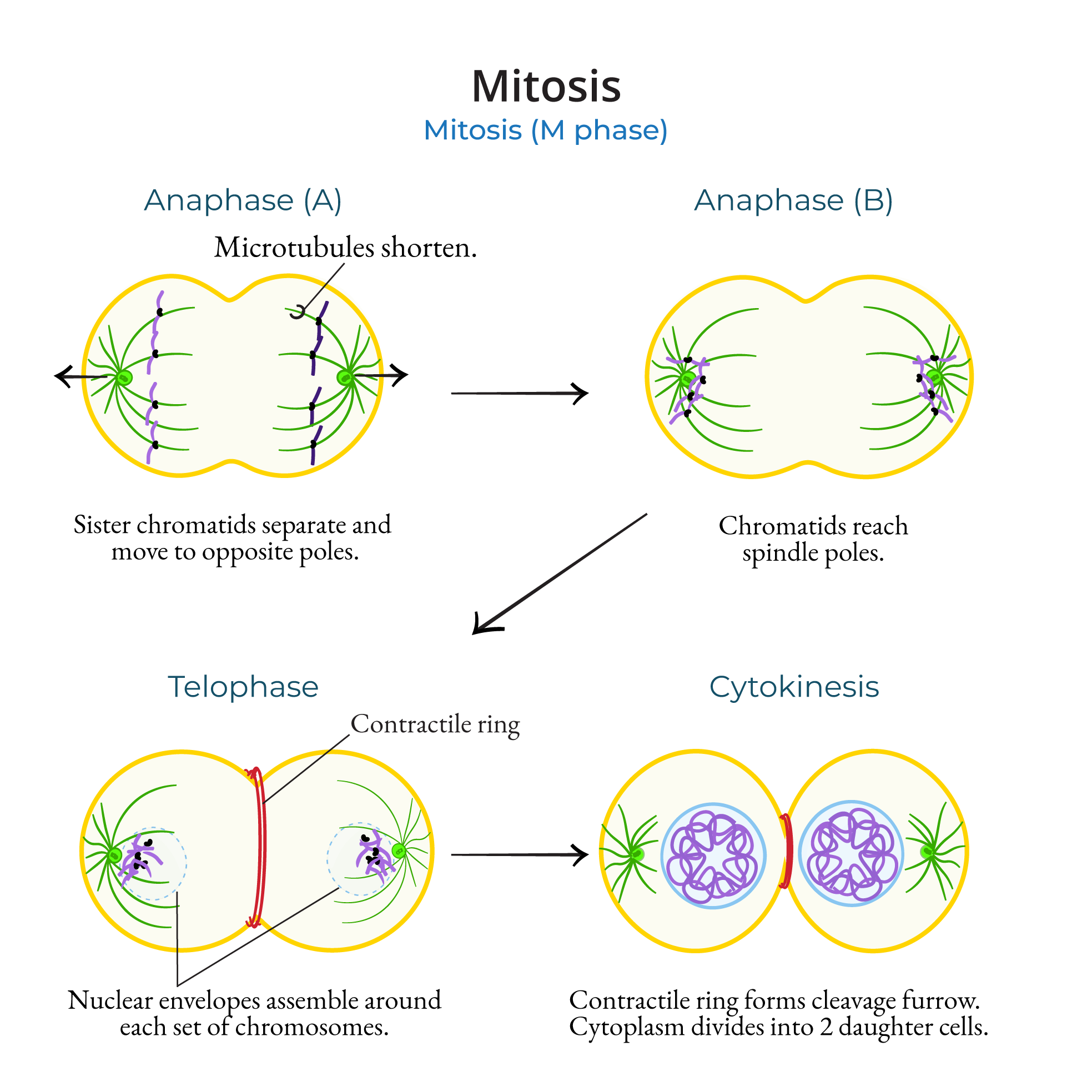 Mitosis