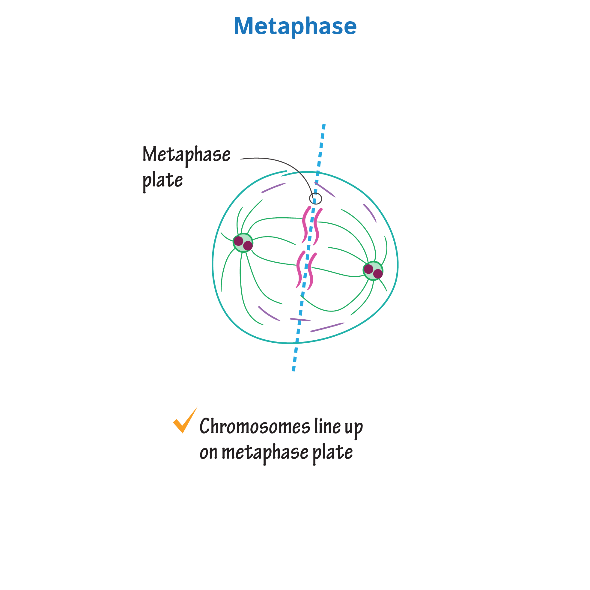 Mitosis Metaphase 1 Diagram
