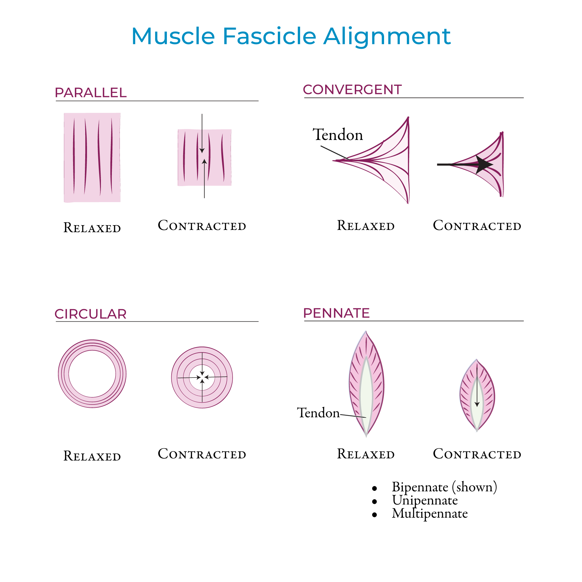 Muscle Fascicle Alignment
