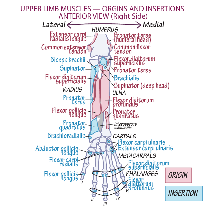 Origins & Insertions - Upper Extremity, Anterior