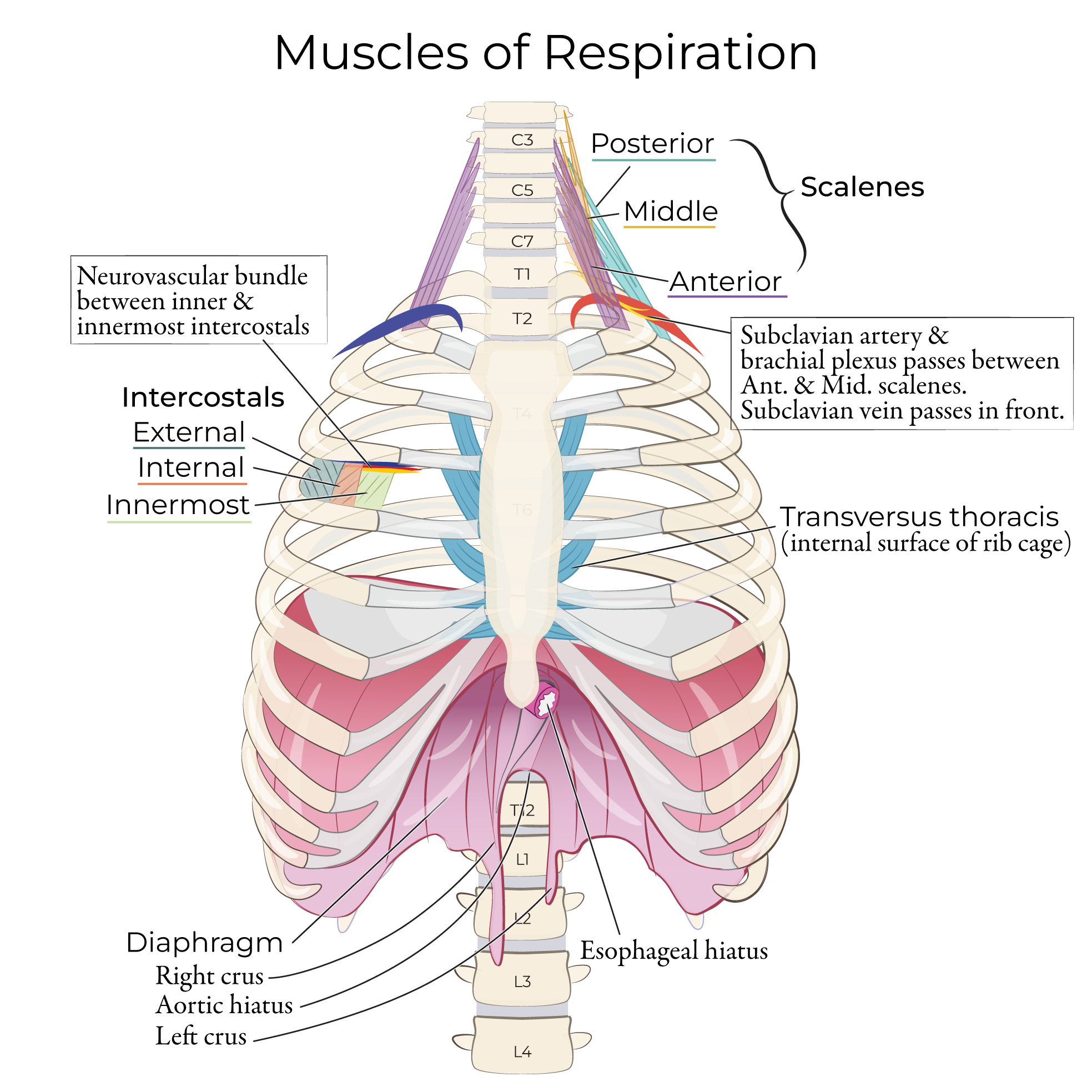 Gross Anatomy Glossary Muscles Of Respiration Ditki Medical 