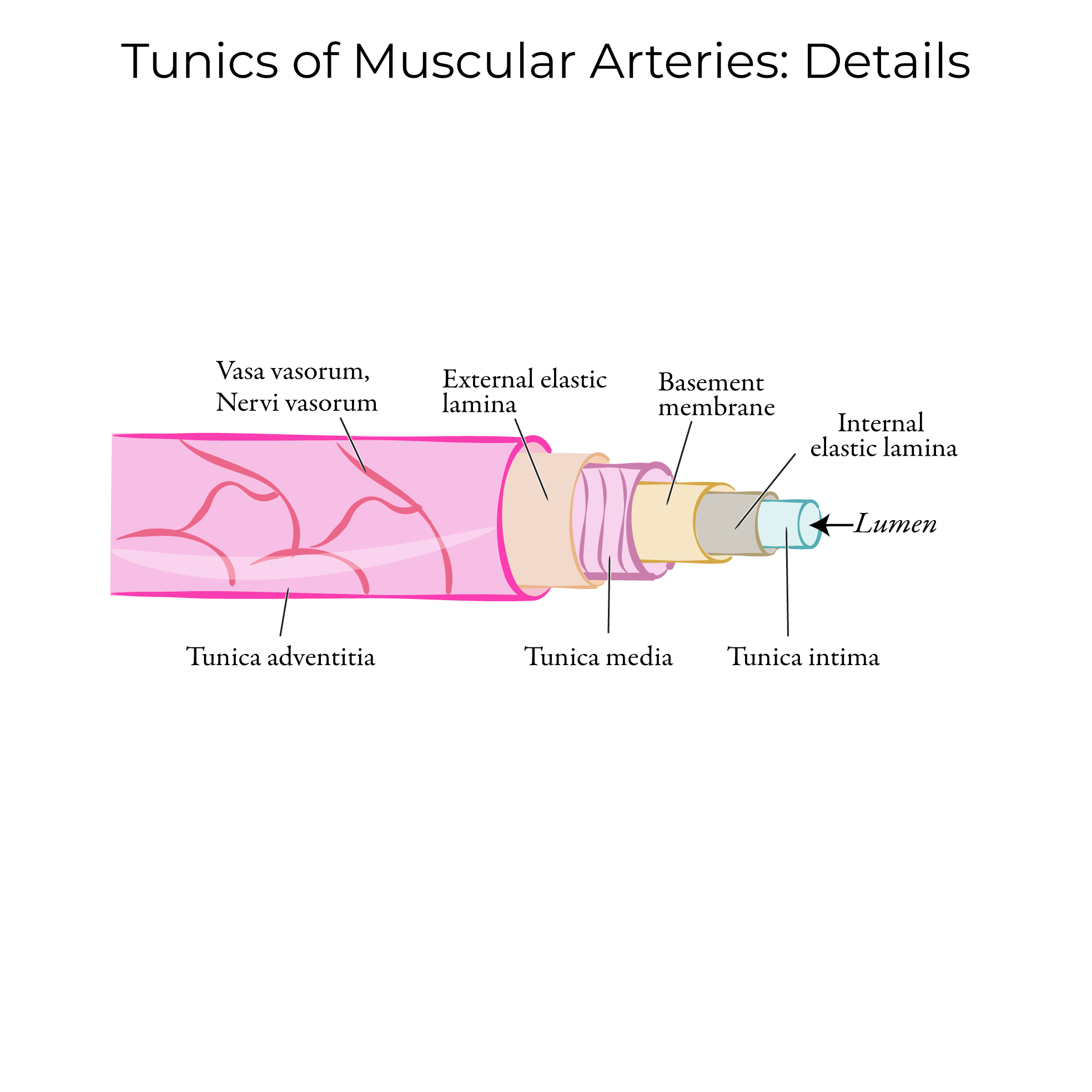 Artery Histology