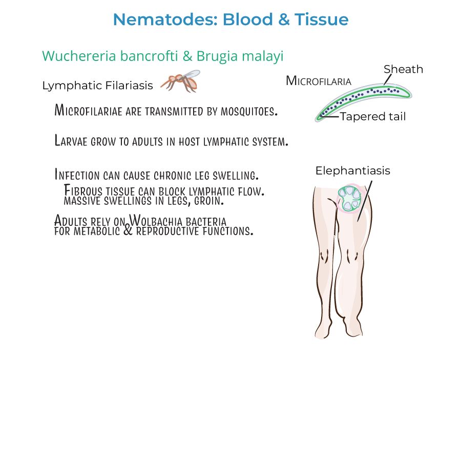 Nematodes - Blood & Tissue Infections
