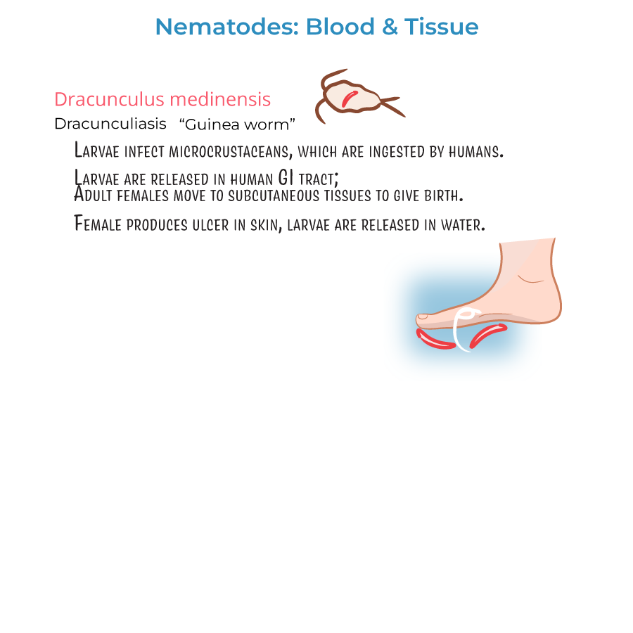 Nematodes - Blood & Tissue Infections