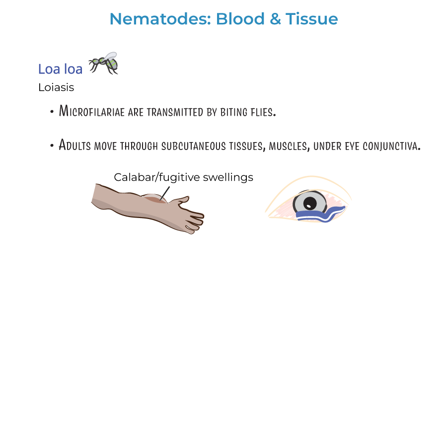 Nematodes - Blood & Tissue Infections