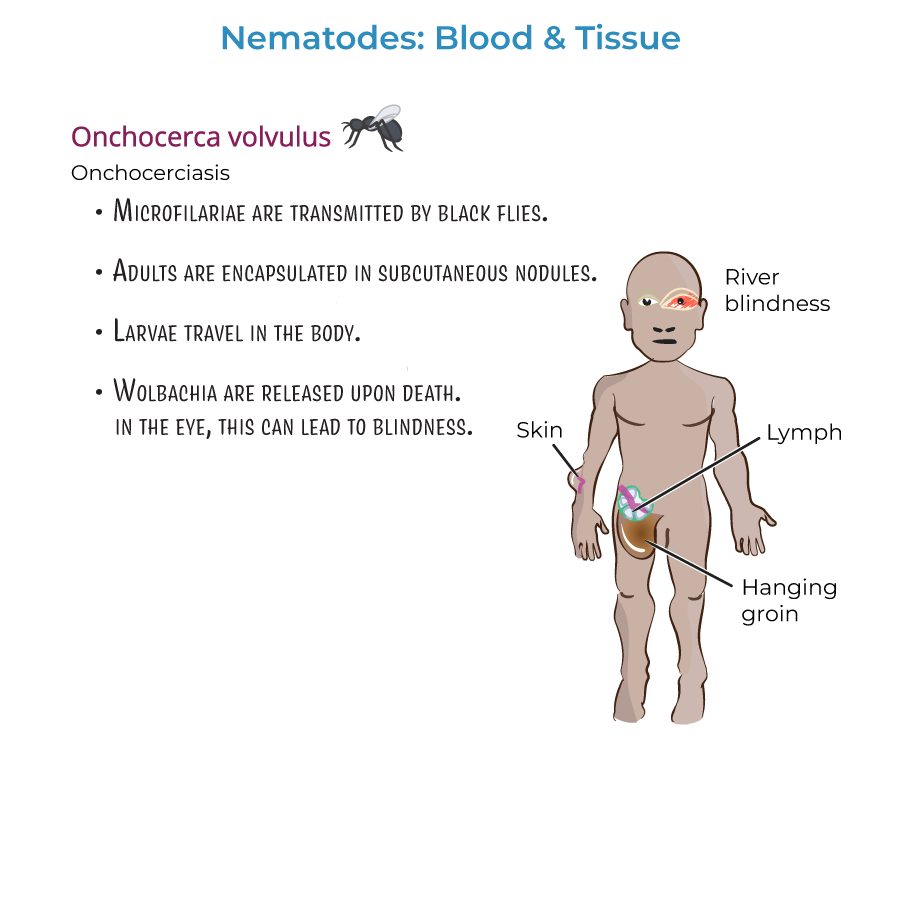 Nematodes - Blood & Tissue Infections
