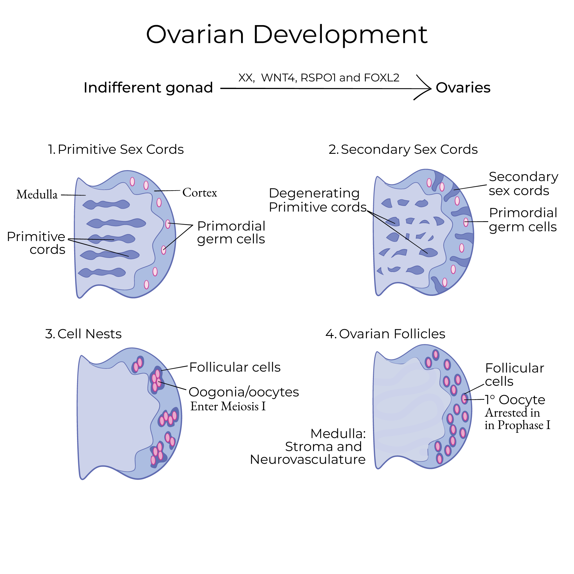 Ovarian Development