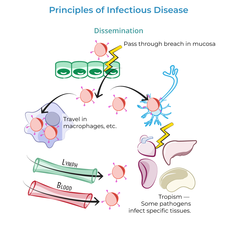 Pathogen Dissemination & Immune Evasion