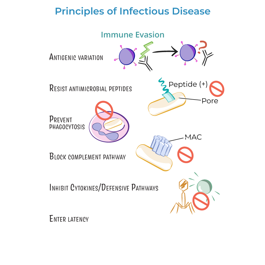 Pathogen Dissemination & Immune Evasion