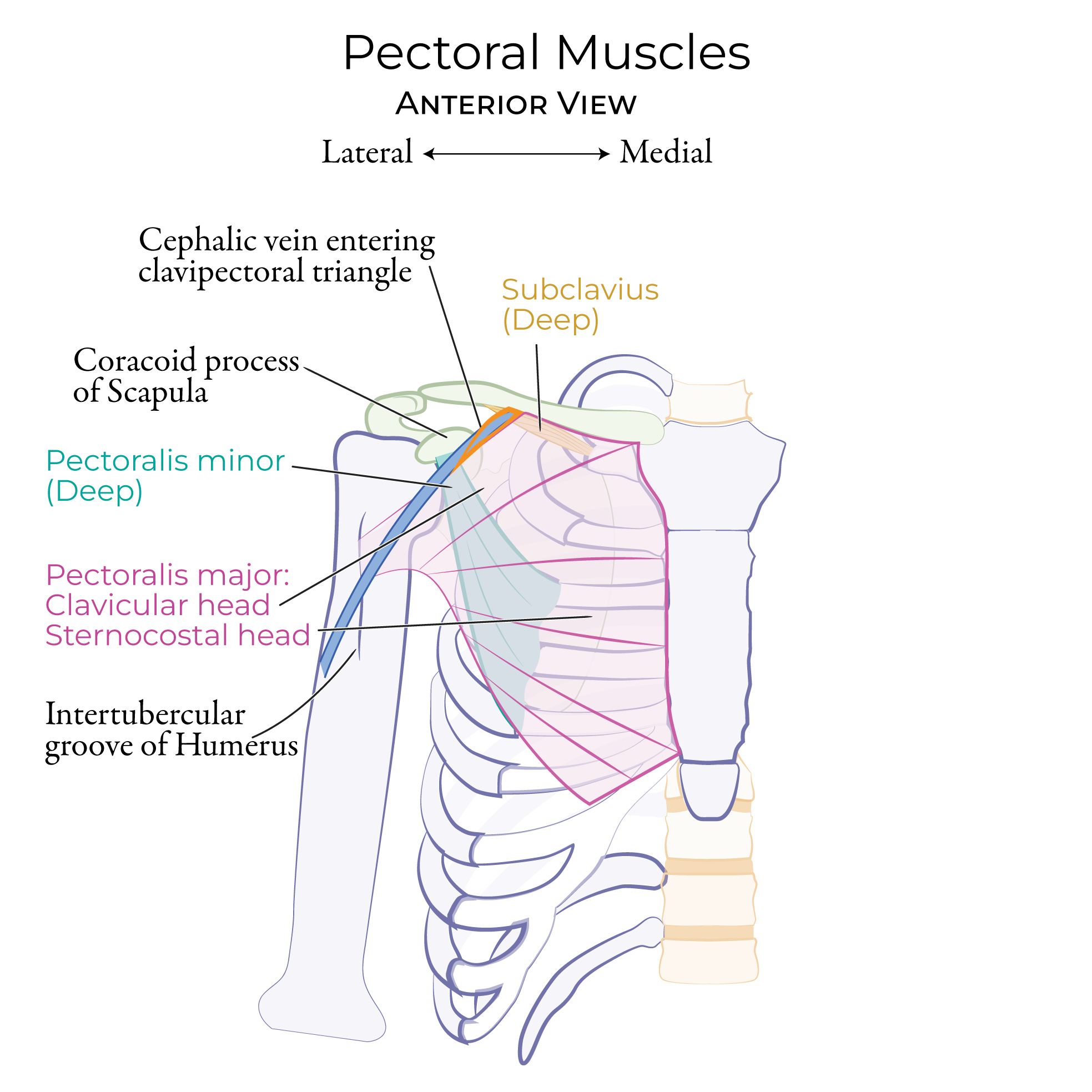 Pectoral & Axillary Muscles