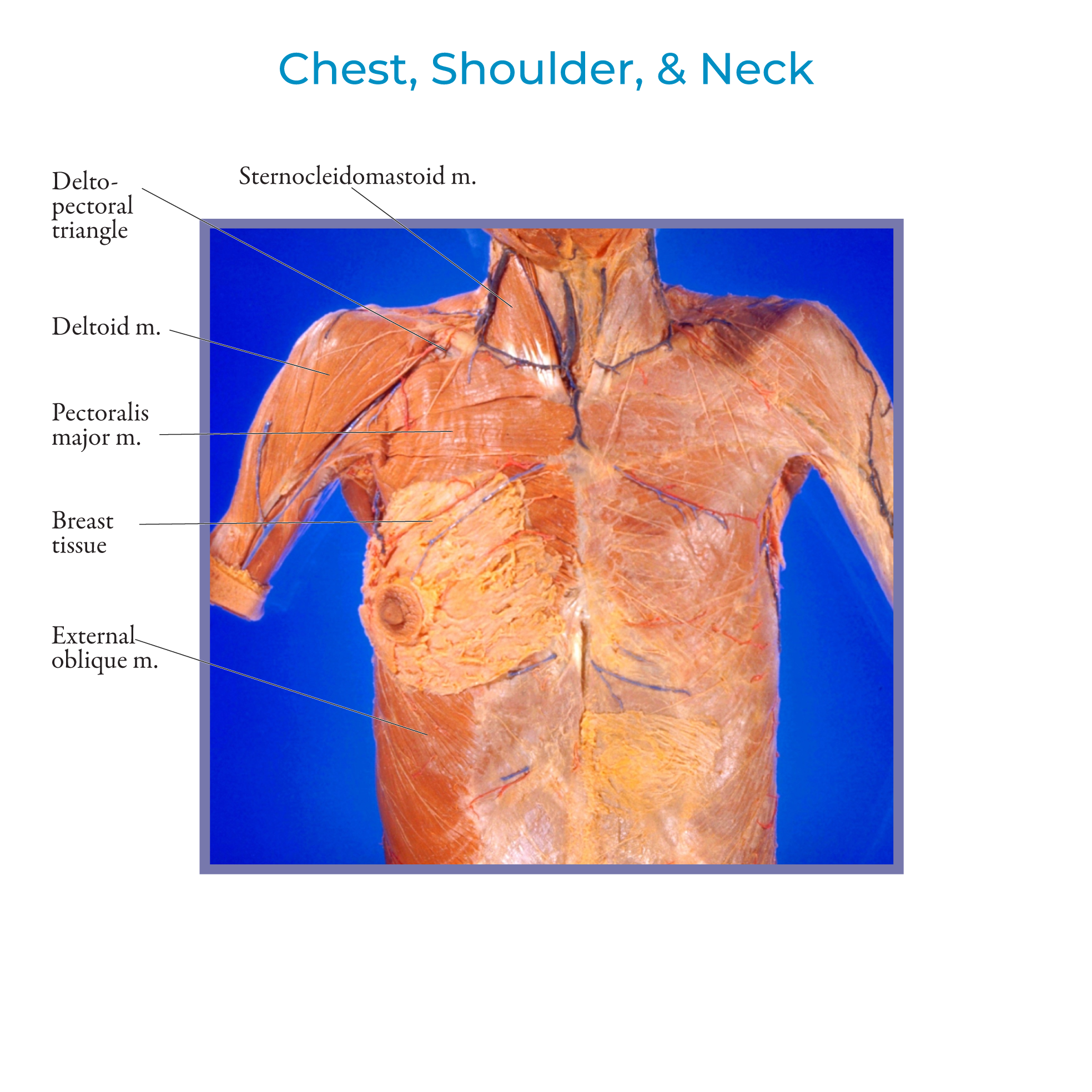 Pectoral & Axillary Muscles