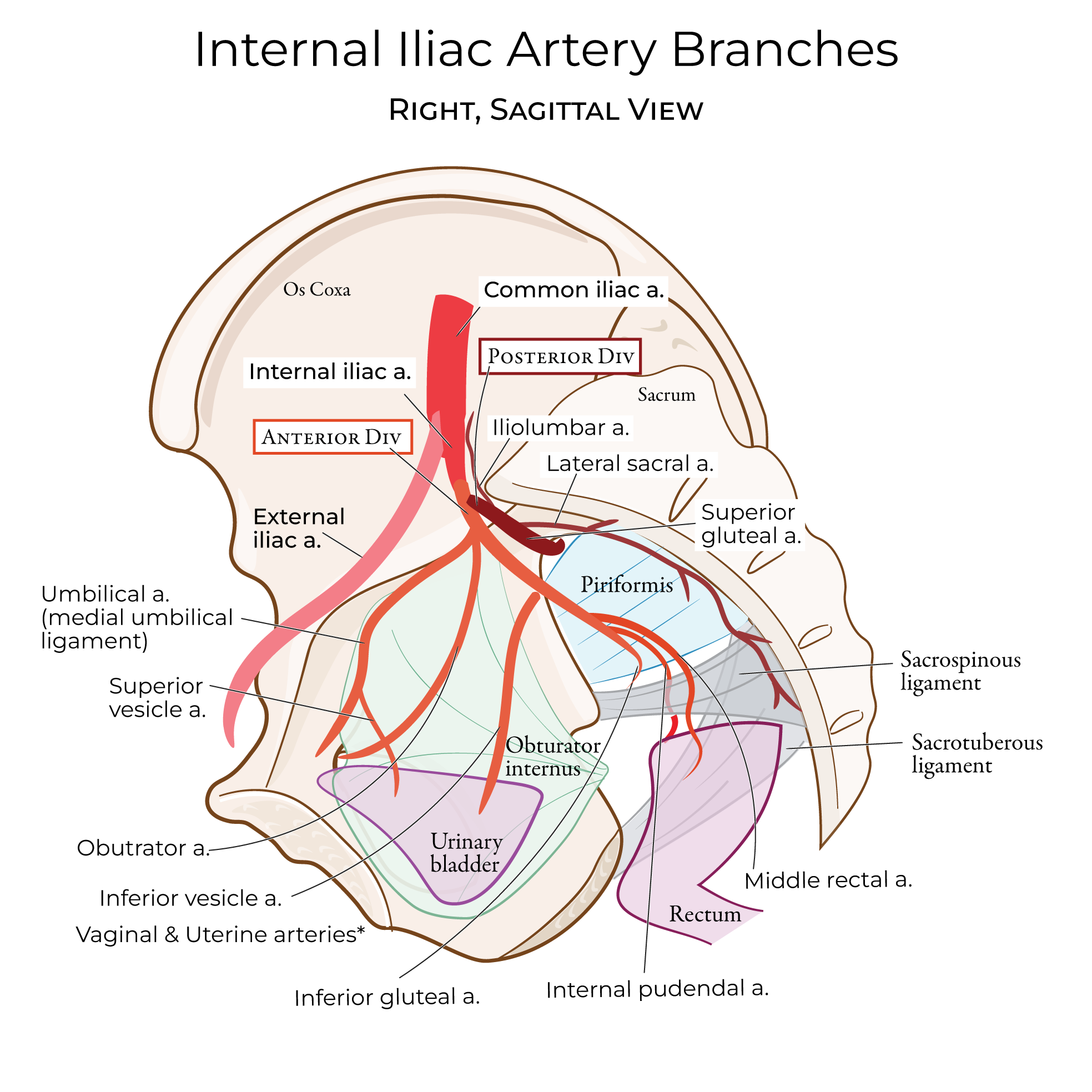 Internal Iliac artery branches