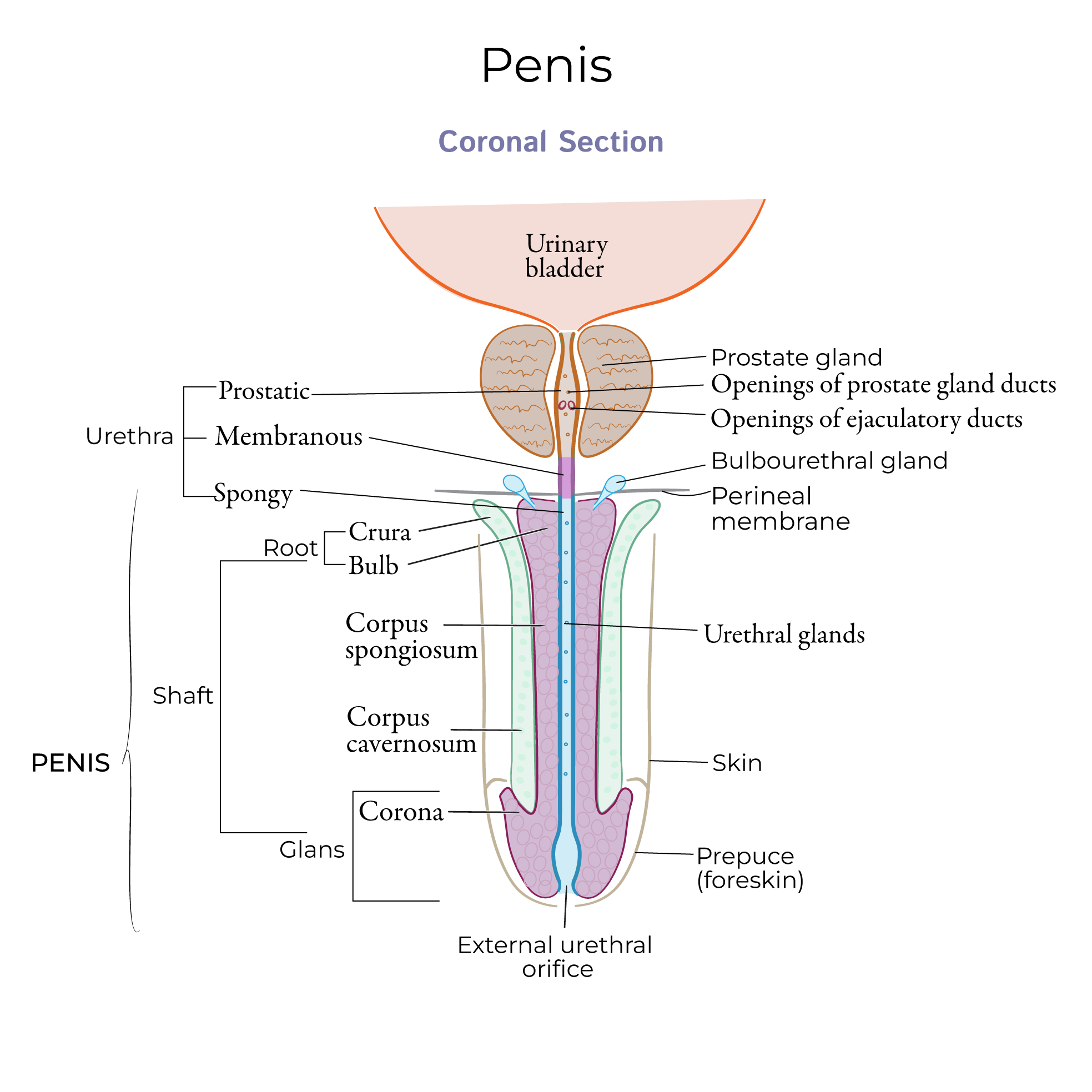 Corpus Spongiosum Male Reproductive Anatomy Penis Urethra