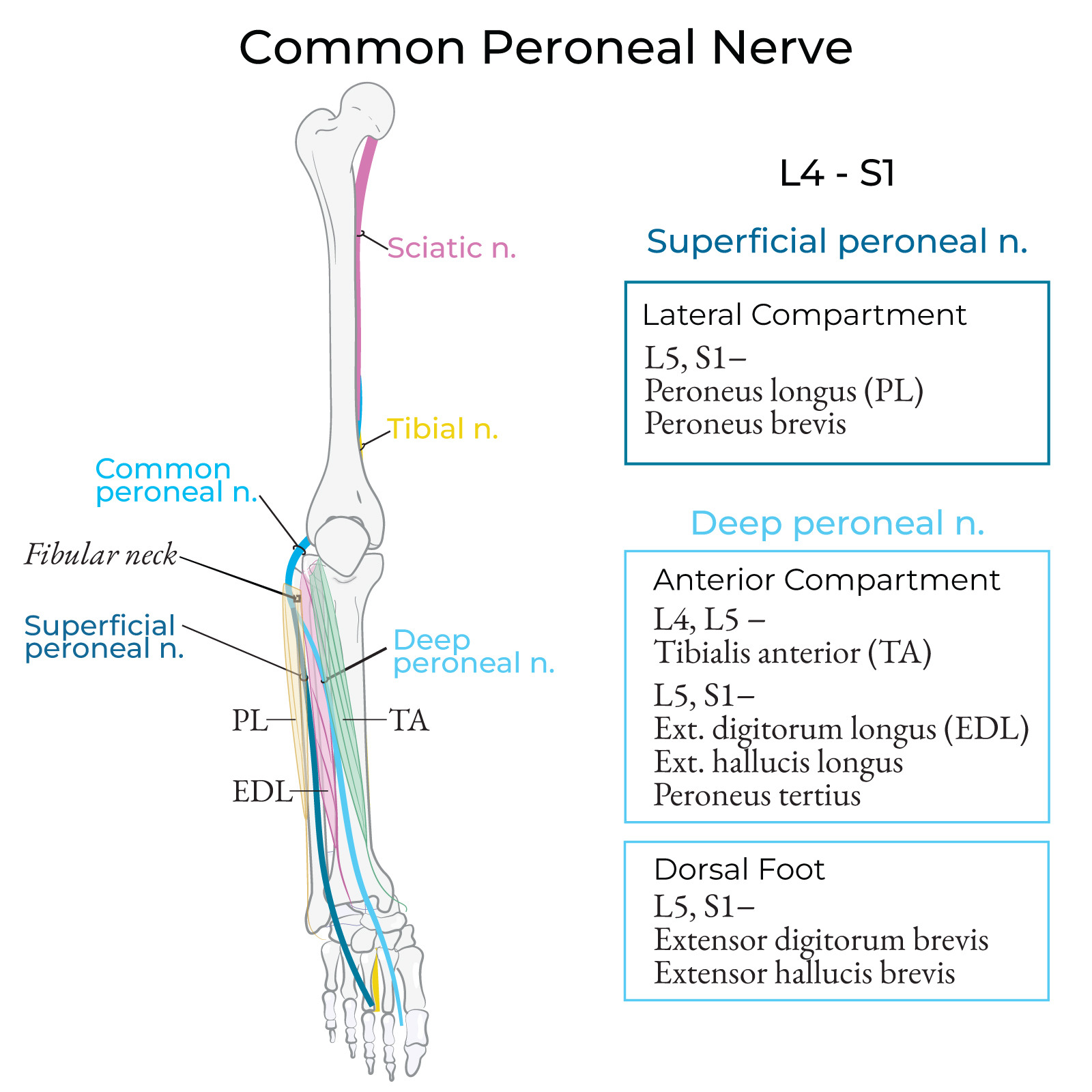 Common Peroneal Nerve (aka Fibular Nerve)