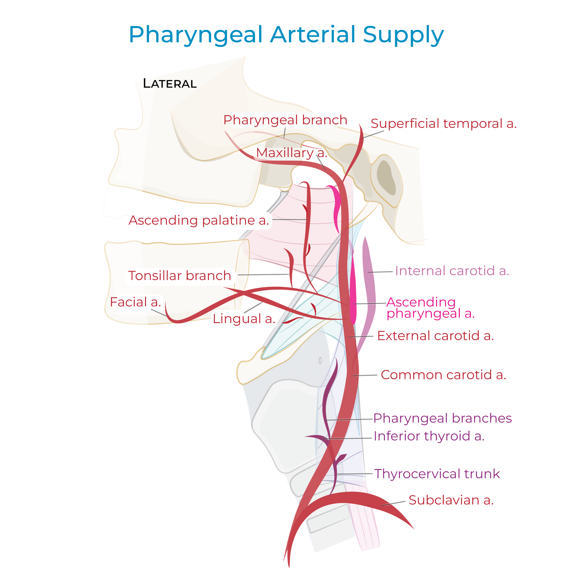 Pharyngeal Blood Supply