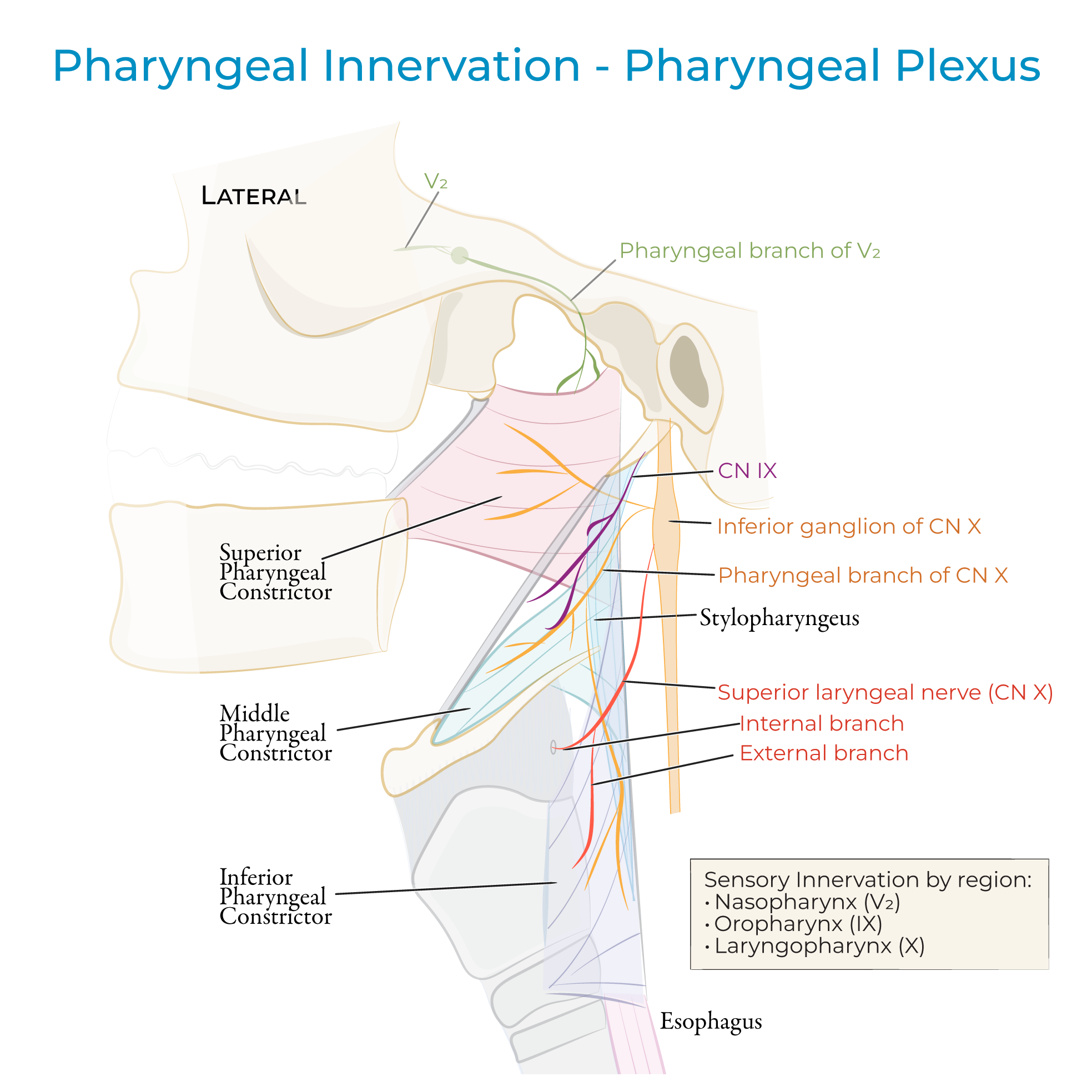 Pharyngeal Innervation