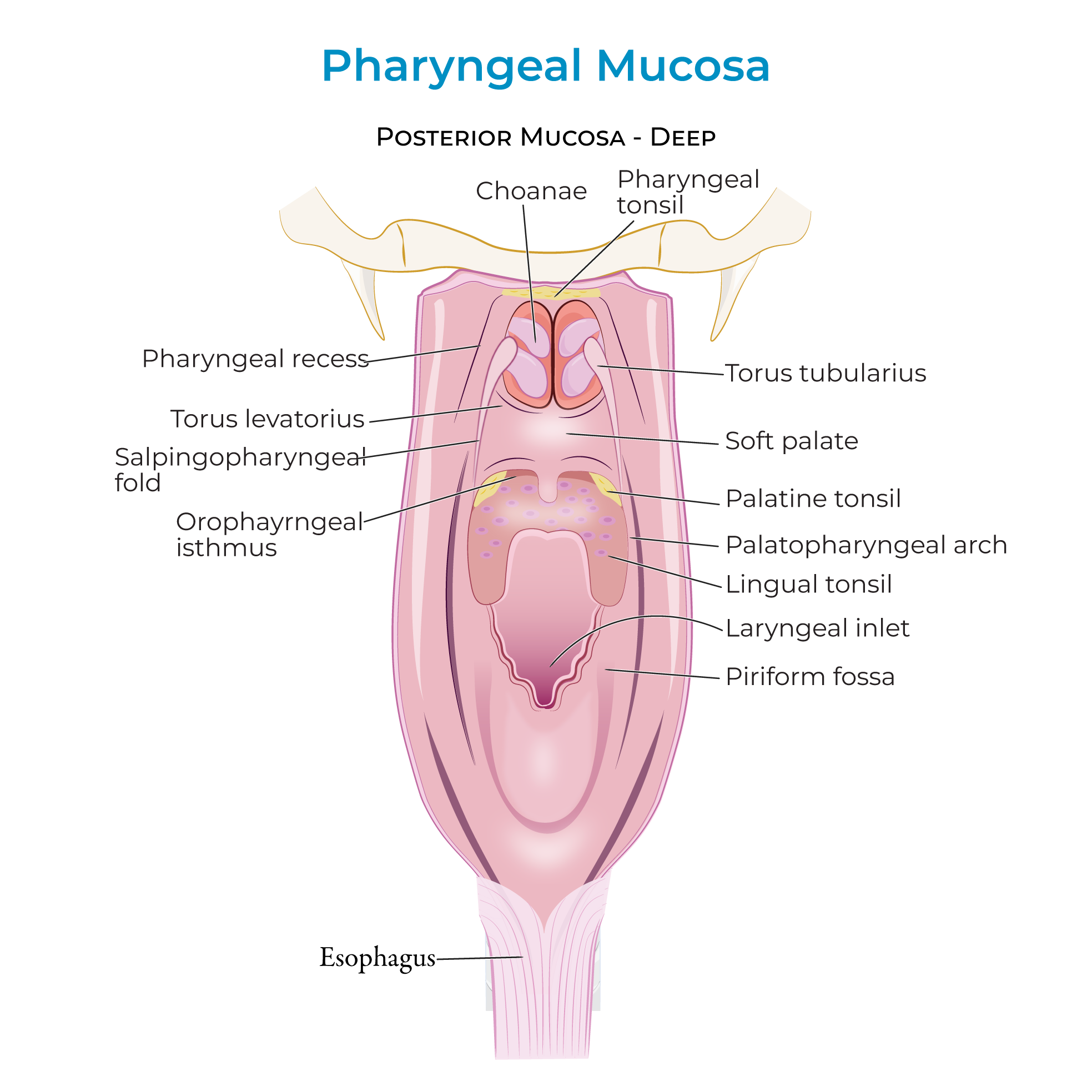 Pharyngeal Mucosa