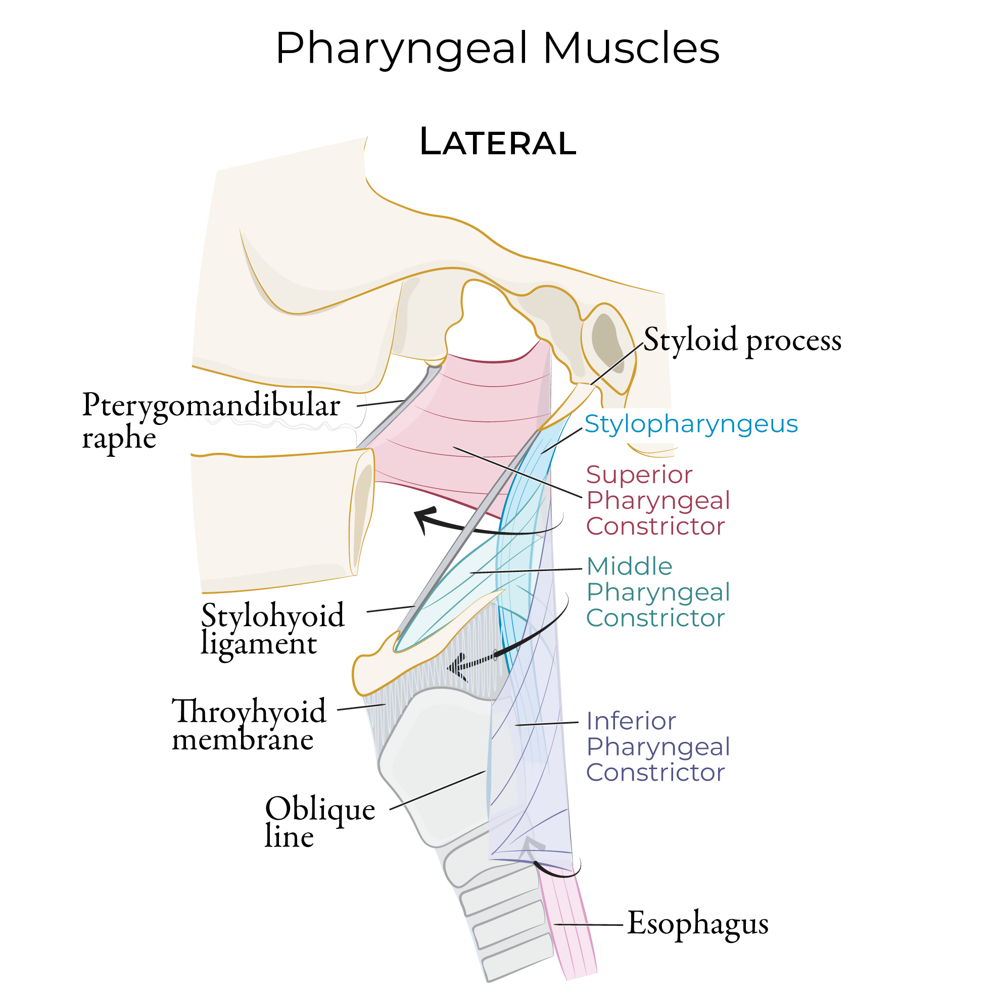 Gross Anatomy Glossary Pharyngeal Muscles Ditki Medical Biological Gross Anatomy Glossary Pharyngeal Muscles Ditki Medical Biological