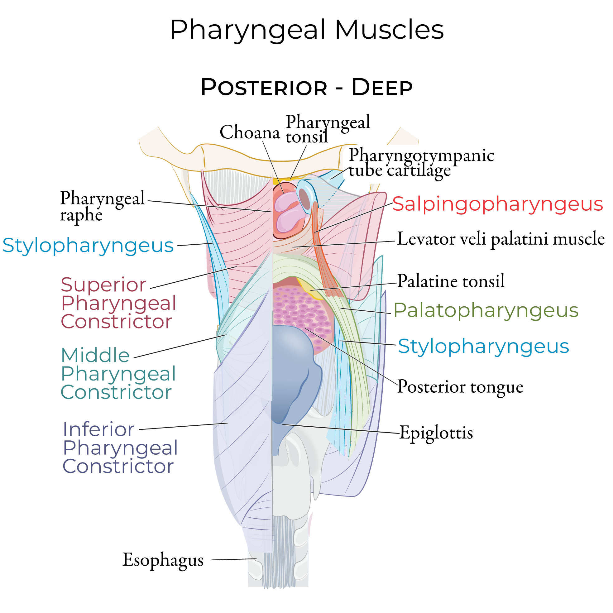 Pharyngeal Muscles