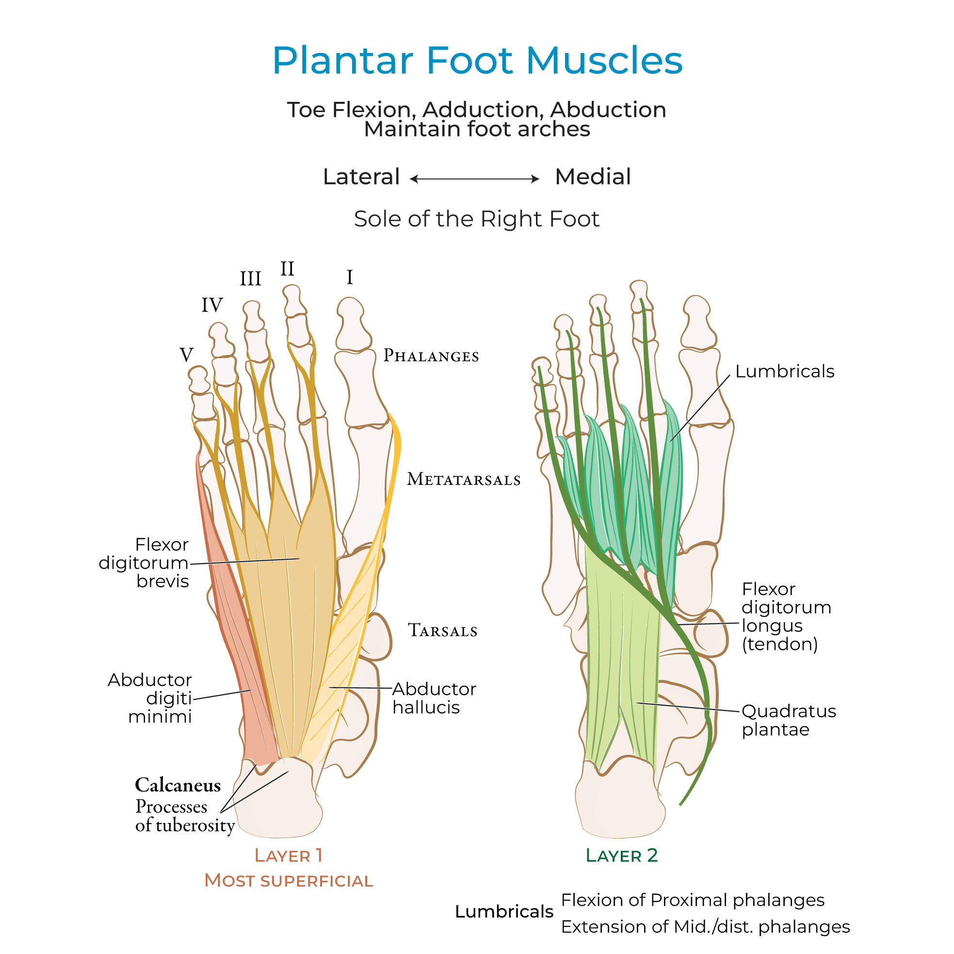 Foot Muscles (Intrinsic)