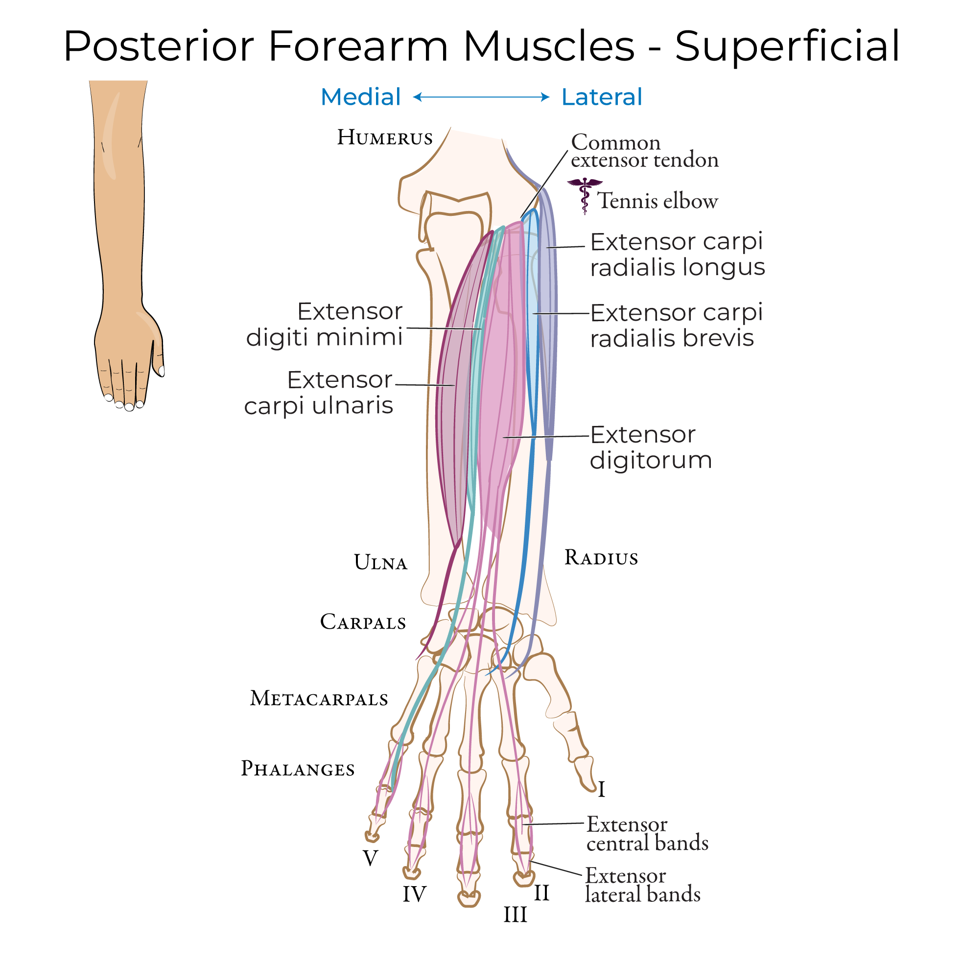 Forearm - Posterior Muscles