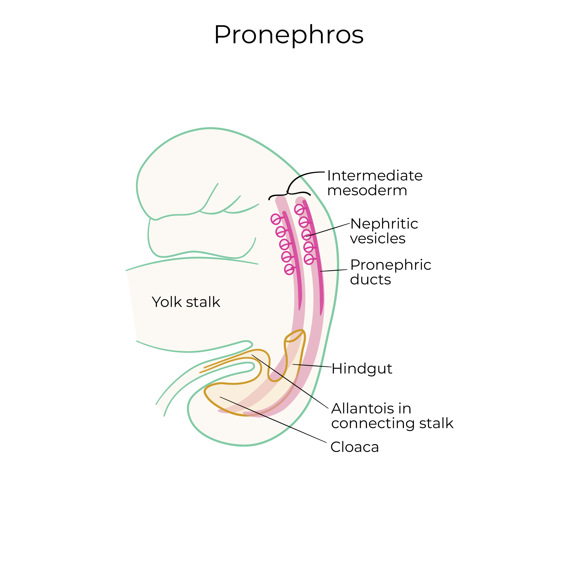 Pronephros, Mesonephros, and Metanephros