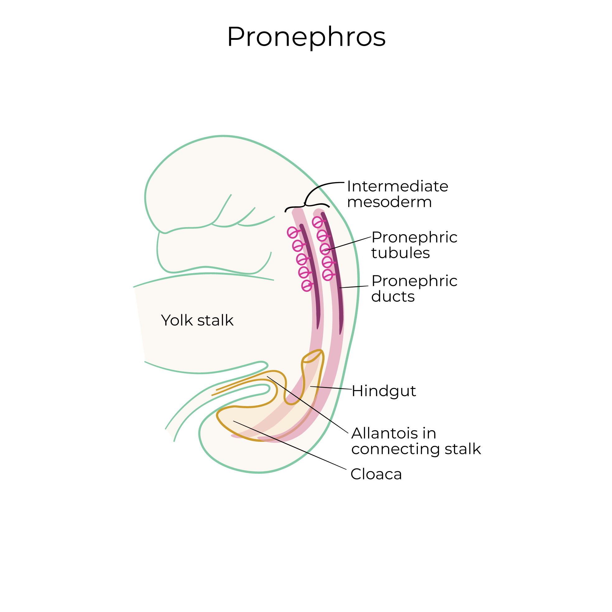 Pronephros, Mesonephros, and Metanephros