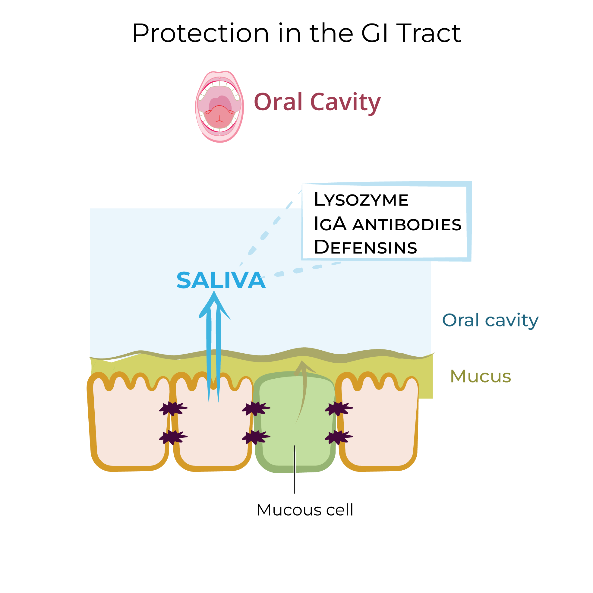 Protection in the GI Tract