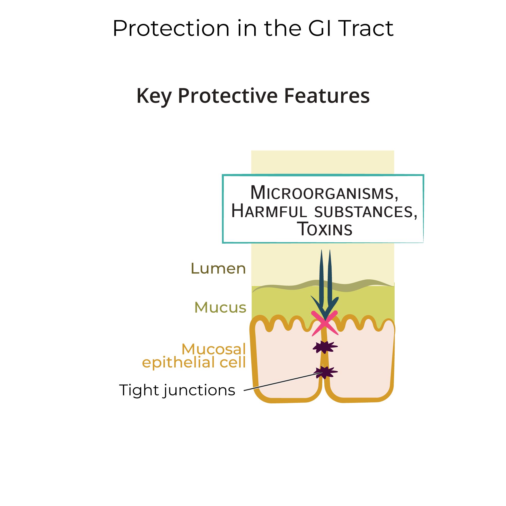 Protection in the GI Tract