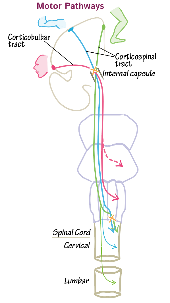 Pyramidal decussation