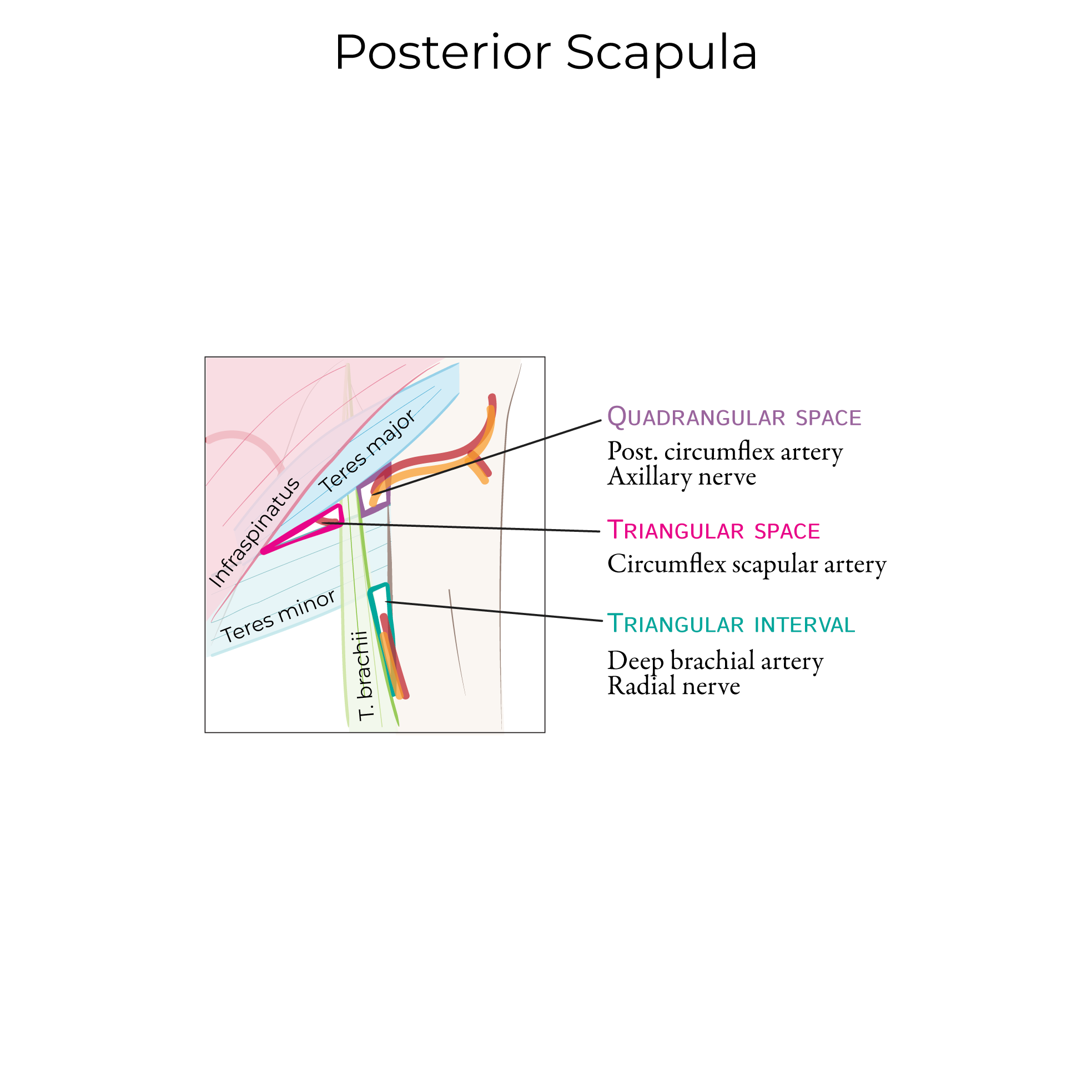 Posterior Scapula Muscles