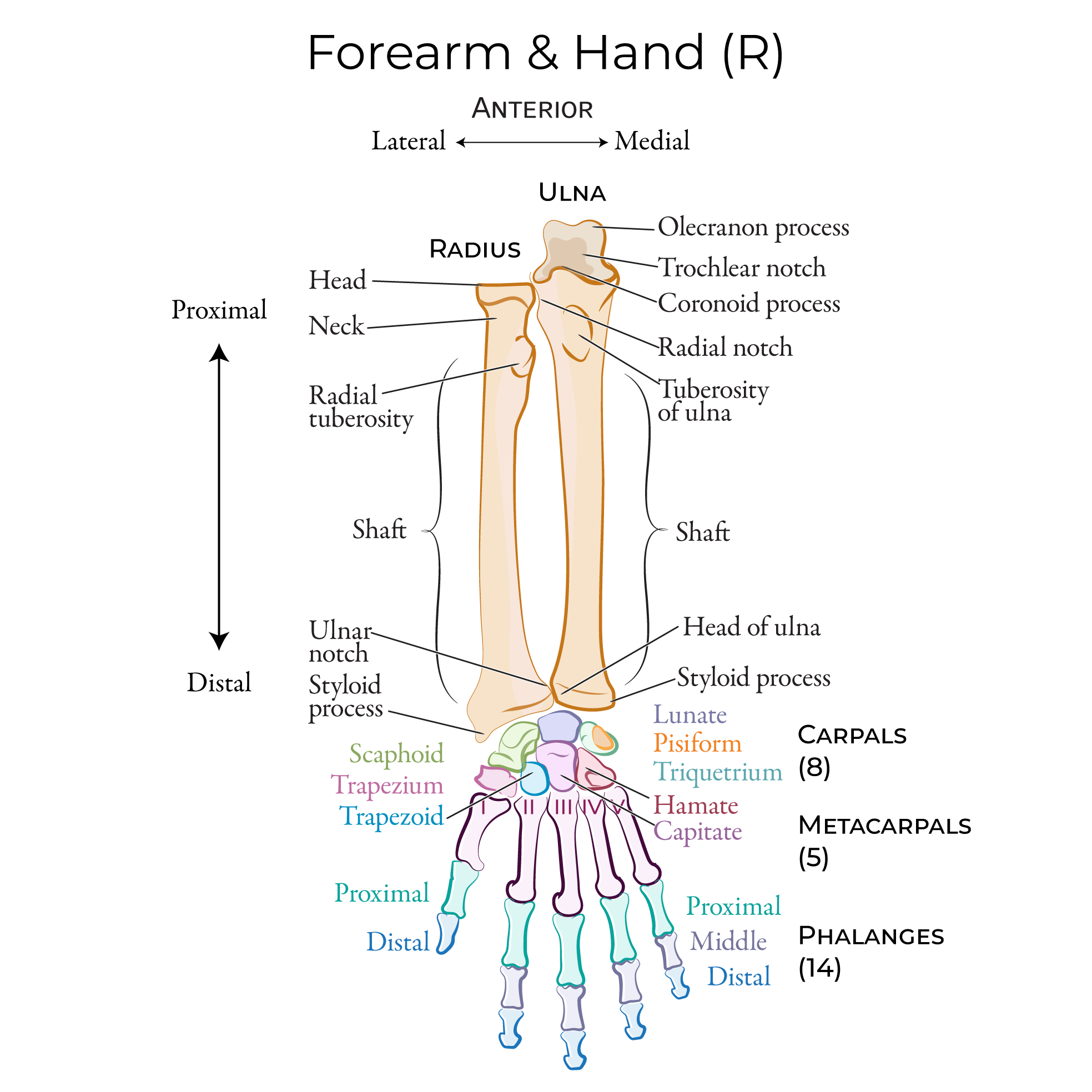 Gross Anatomy Glossary: Upper Extremity Bones | ditki medical ...